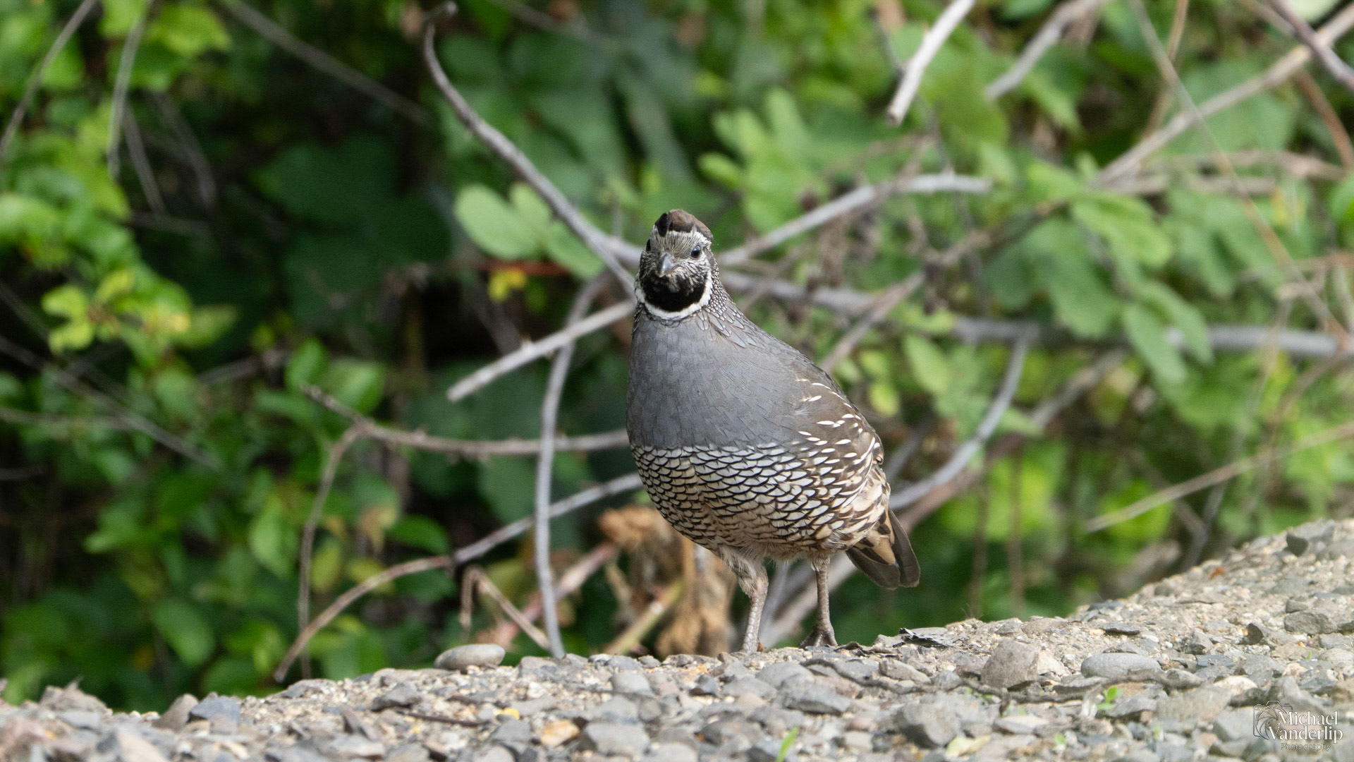 California Quail along the Bear Creek Greenway near Talent, Oregon.