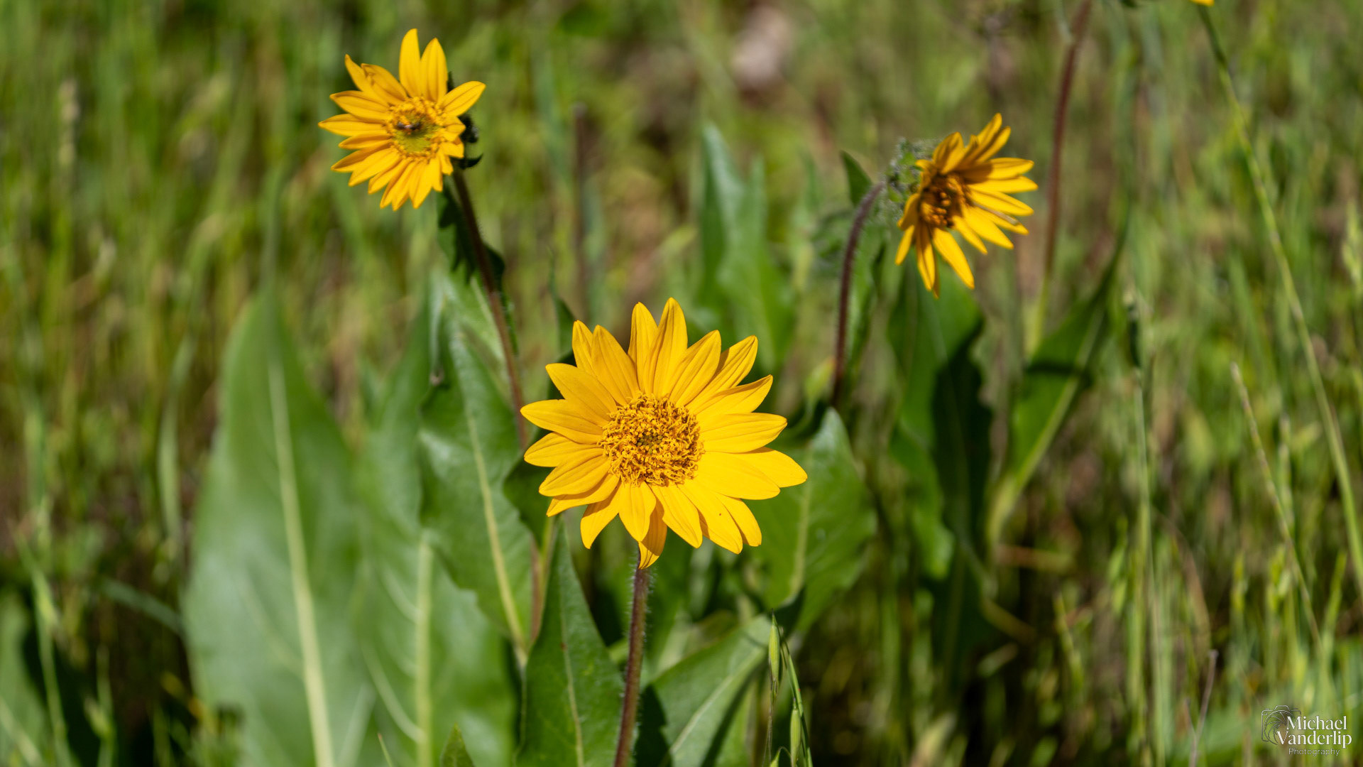 Narrow Leaf Mule's Ear along the Lower Table Rock Trail, Central Point, Oregon.
