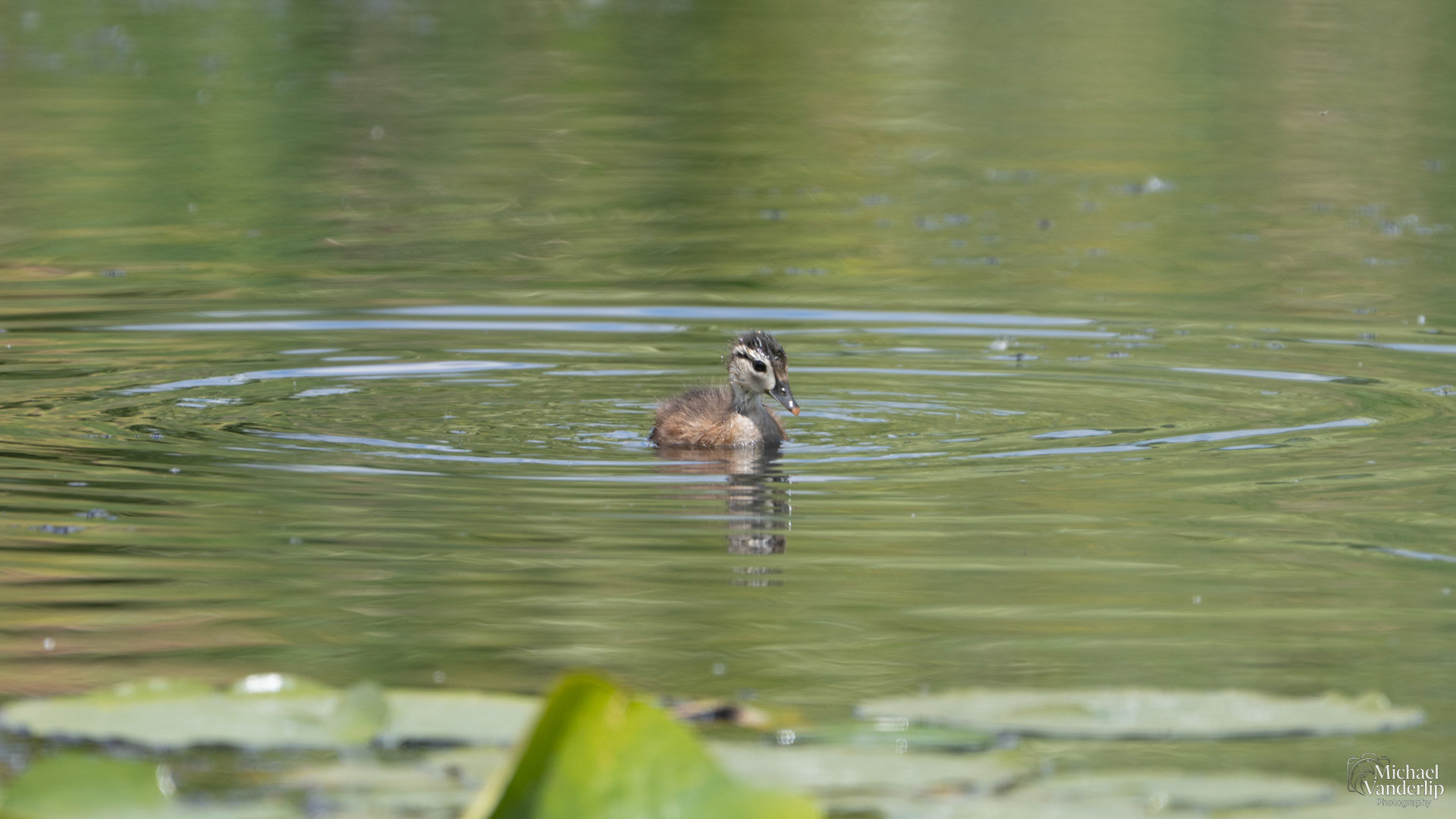 Wood Duckling along the Bear Creek Greenway near Talent, Oregon.