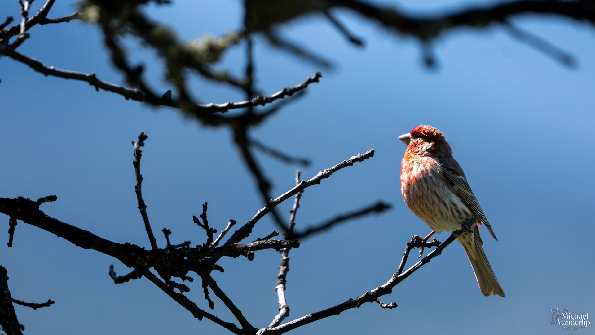 House Finch along the Roxy Ann Trail, Medford, Oregon.