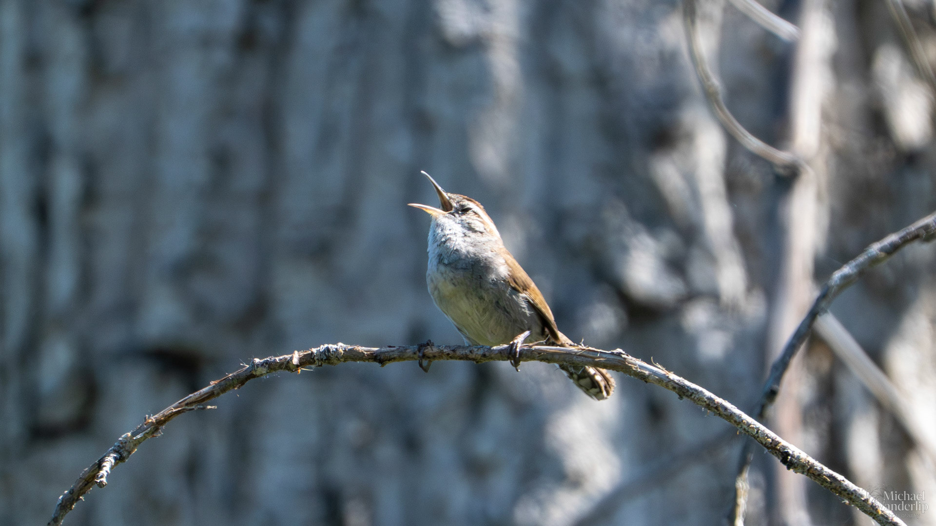 Bewick's Wren along the Bear Creek Greenway near Talent, Oregon.