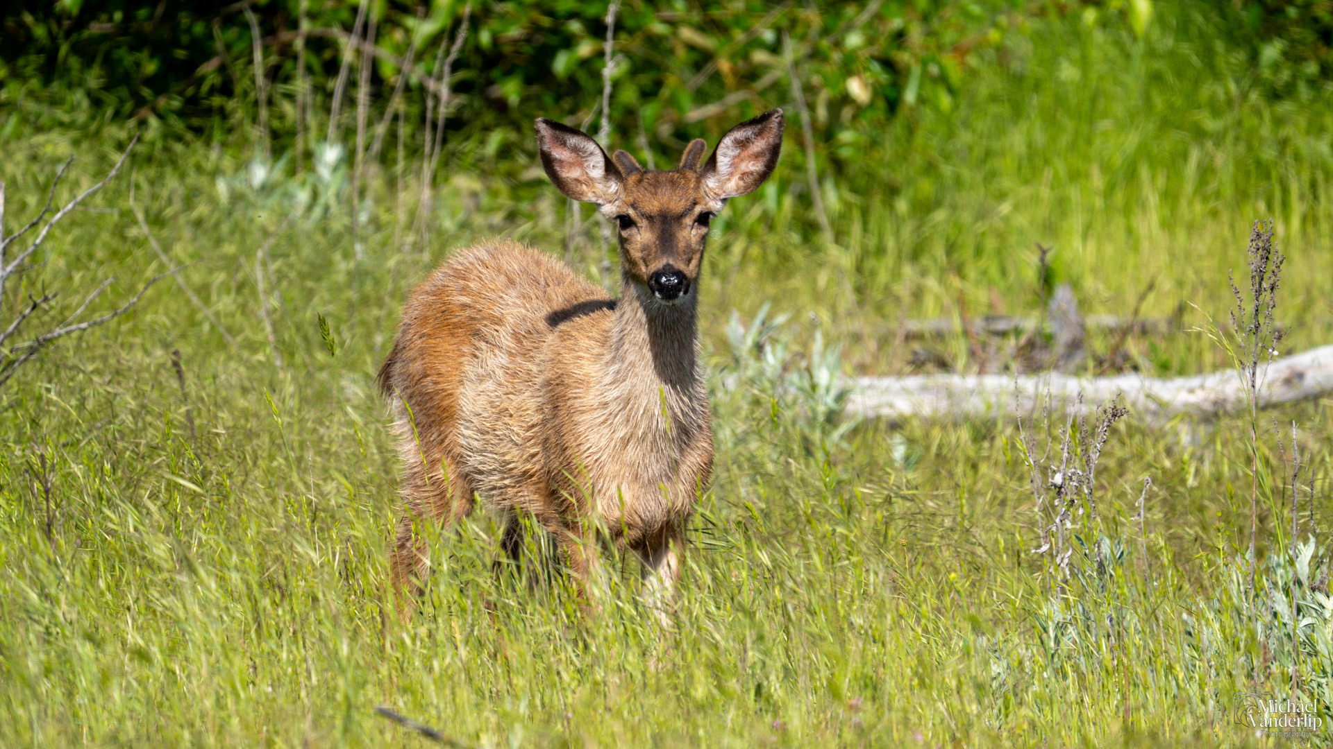 Black Tail Deer along the Bear Creek Greenway near Talent, Oregon.