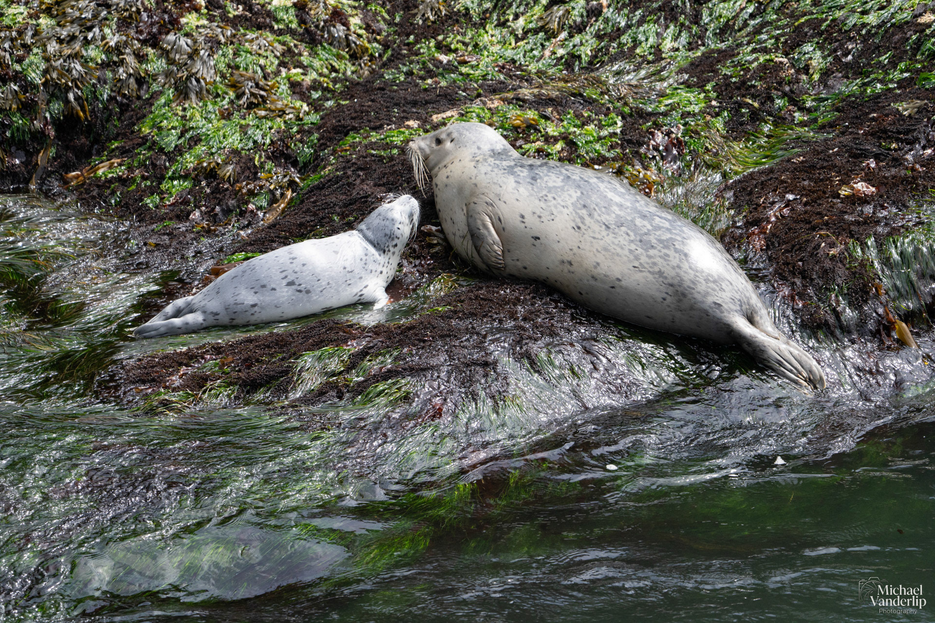 Harbor Seals along the coast, Depoe Bay, Oregon.