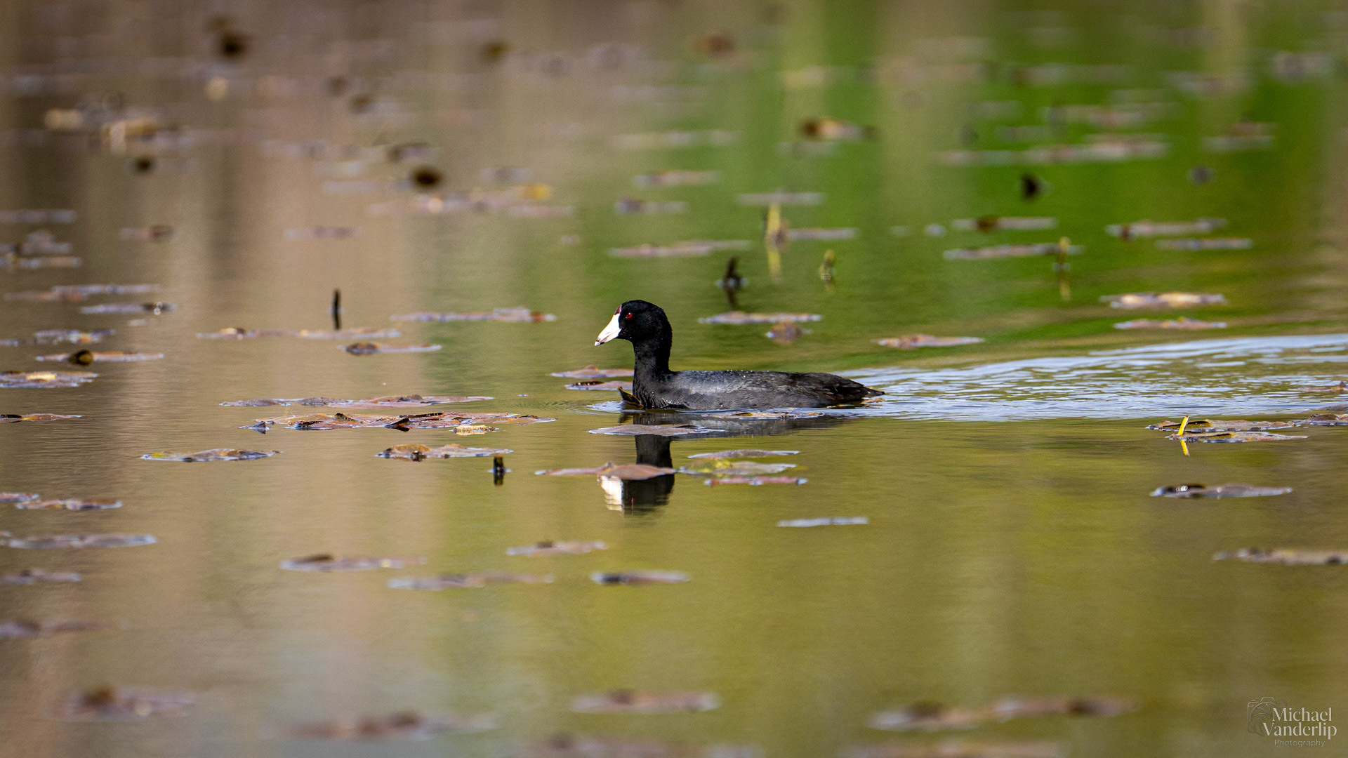 American Coot along the Bear Creek Greenway near Talent, Oregon.