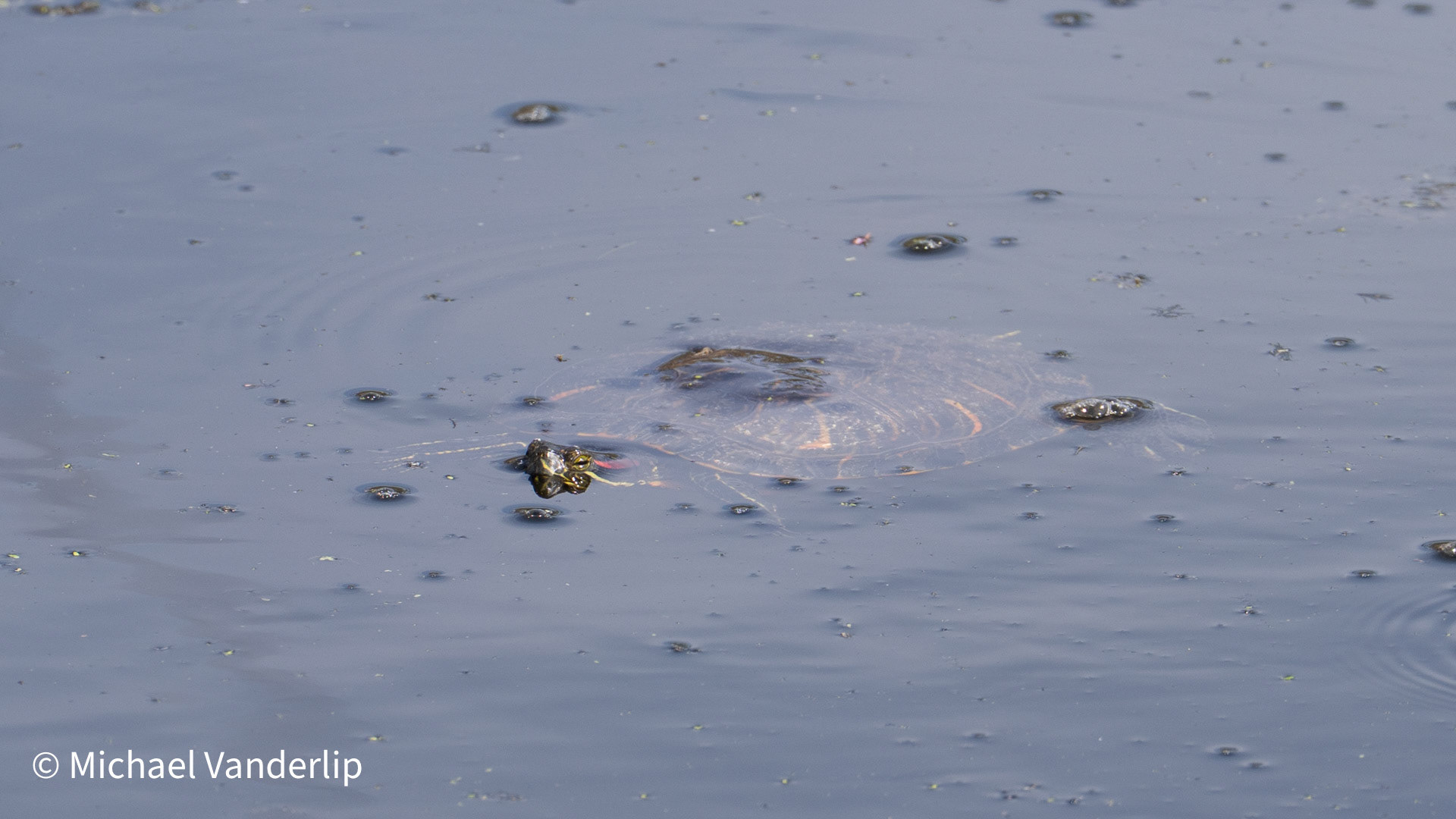 Red Eared Slider on Talent Greenway