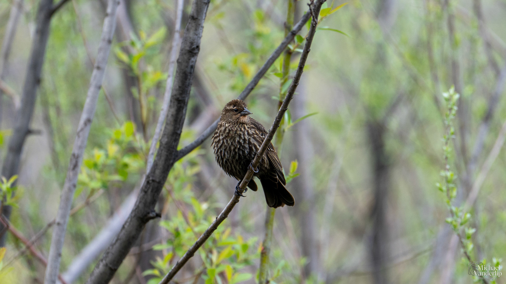 Red Winged Black Bird (female) along the Bear Creek Greenway near Talent, Oregon.