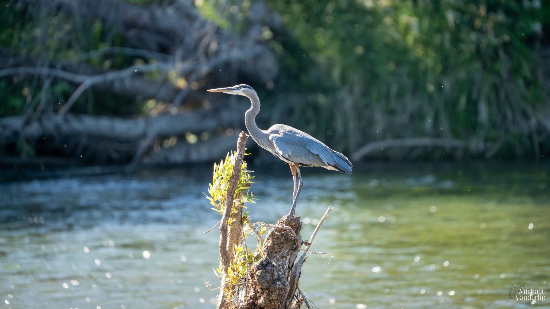 Great Blue Heron along the Rogue River near Tou Velle Park, White City, Oregon.