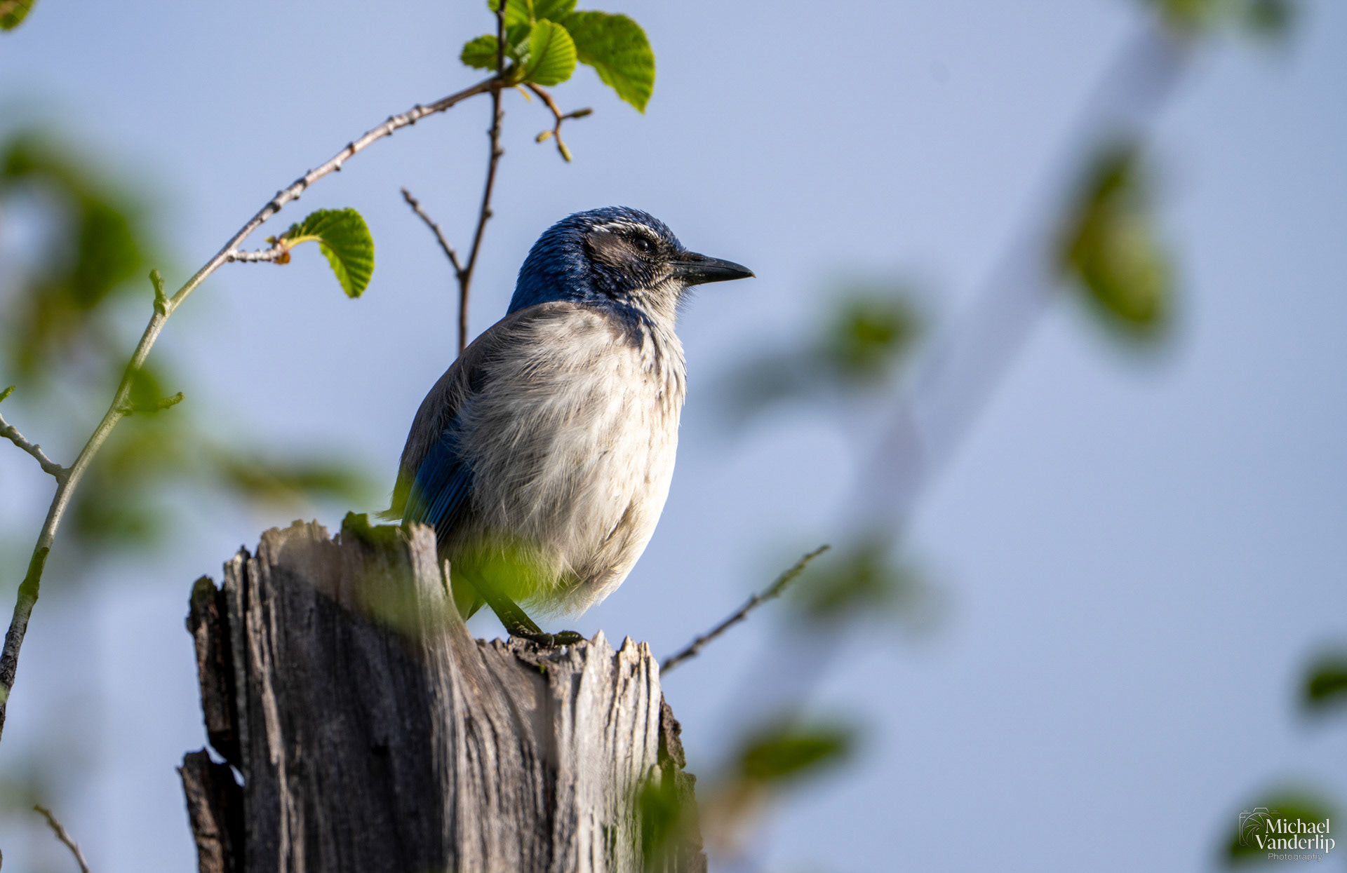 California Scrub Jay along the Bear Creek Greenway near Talent, Oregon.