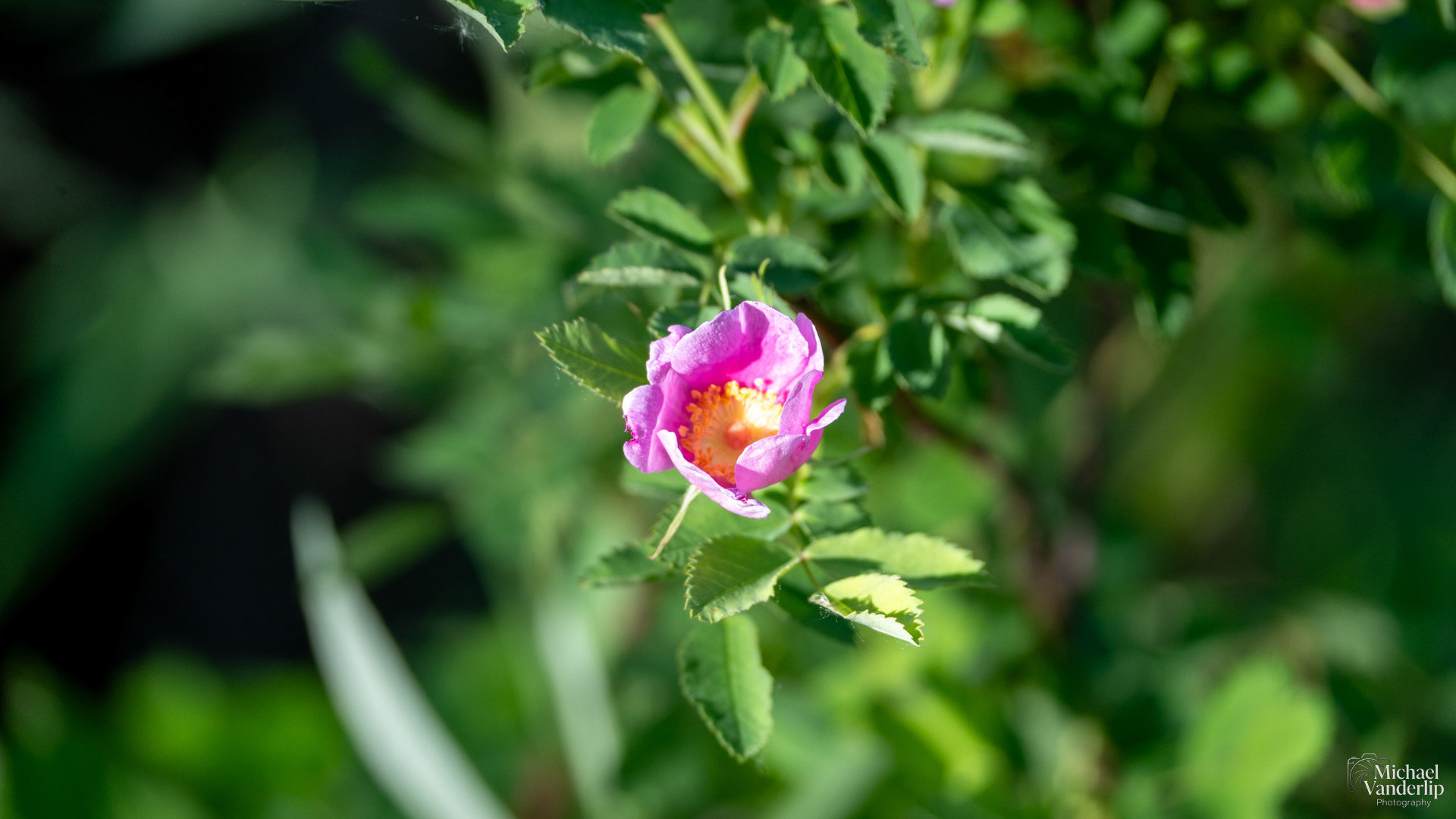 Nootka Rose along the Bear Creek Greenway near Talent, Oregon.