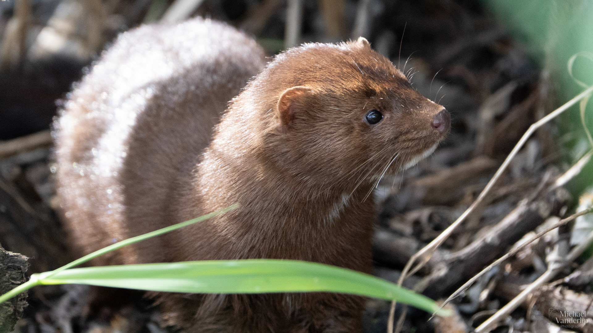 American Mink along the Bear Creek Greenway near Talent, Oregon.
