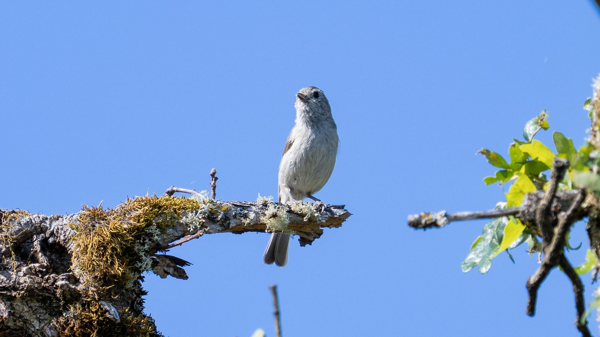 Bushtit on Lower Table Rock, Central Point, Oregon.