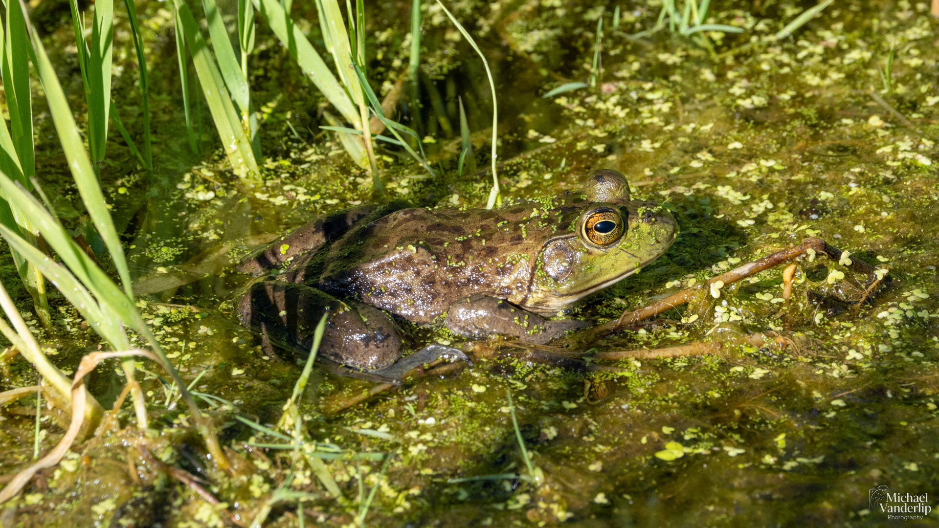 American Bullfrog along the Bear Creek Greenway near Talent, Oregon.