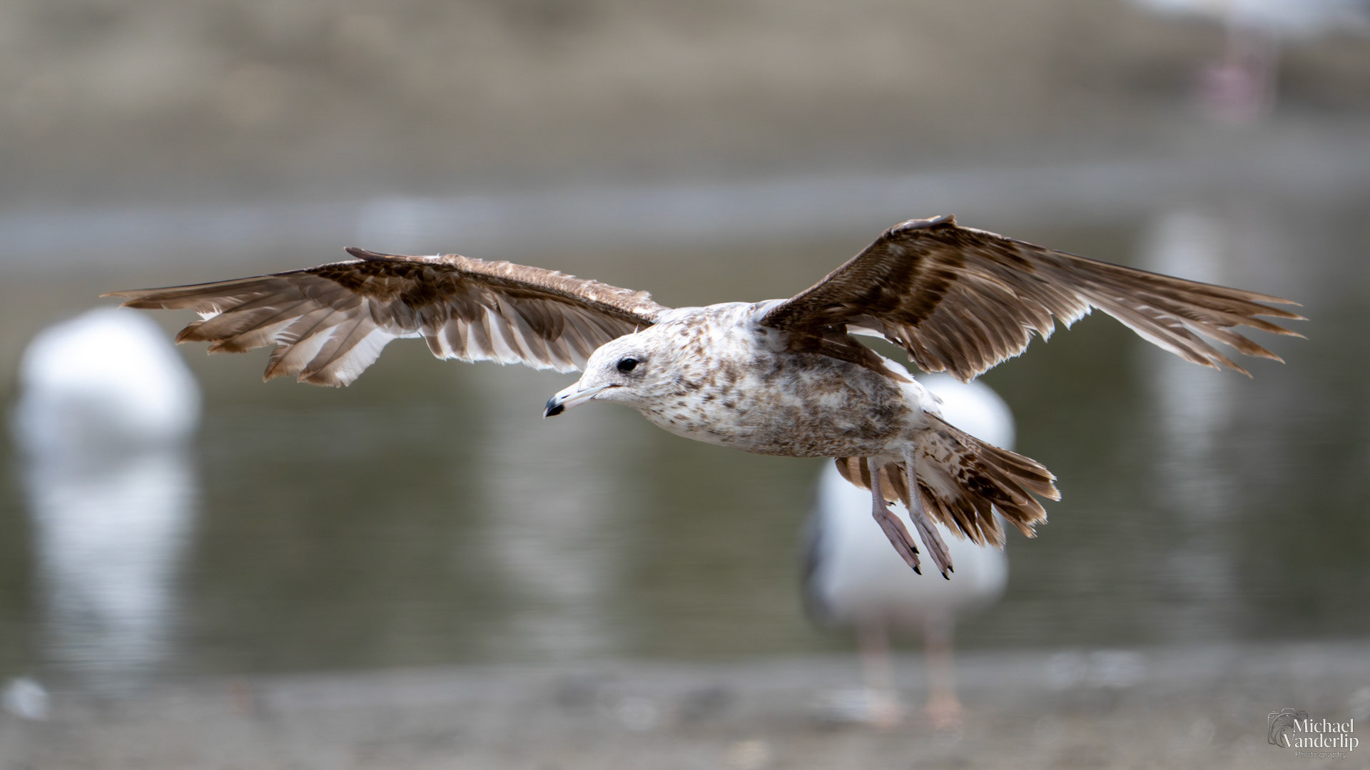 American Herring Gull on the coast at Harris Beach, Brookings, Oregon.