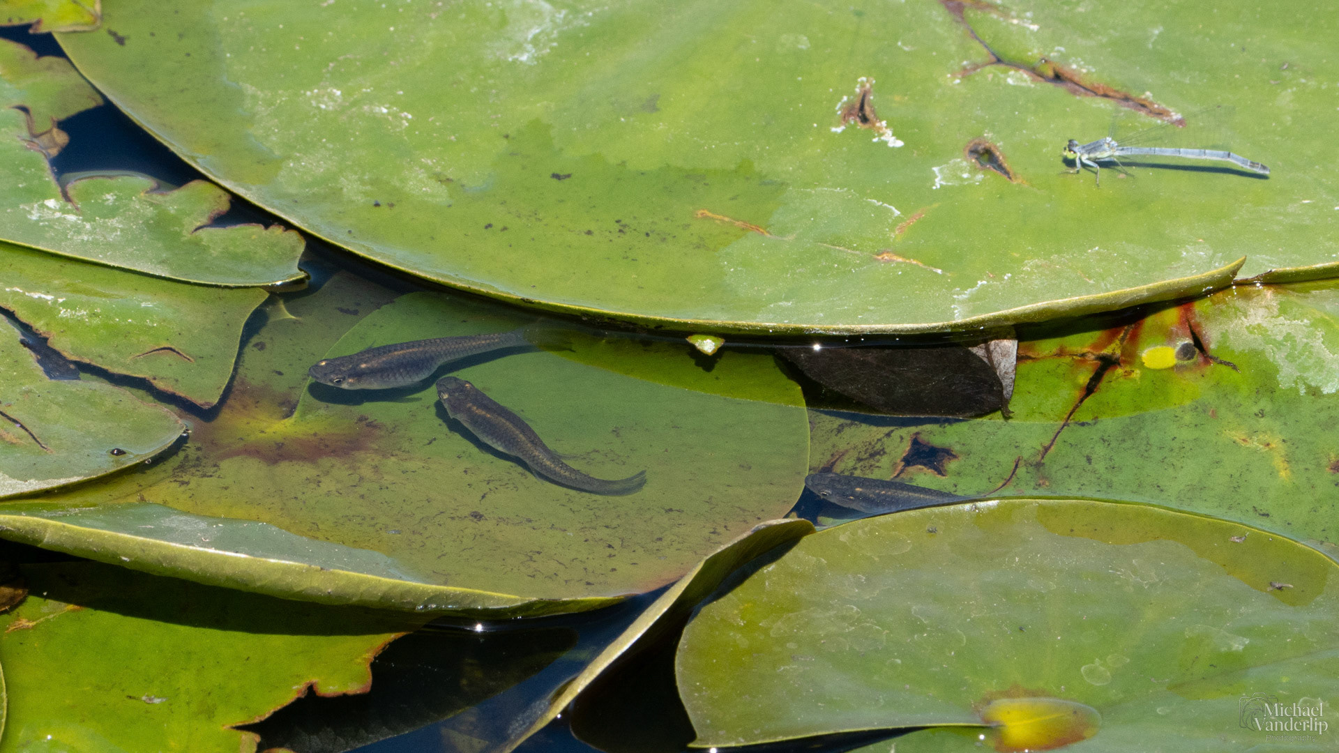 Pond Fish and Damsel Fly along the Bear Creek Greenway near Talent, Oregon.