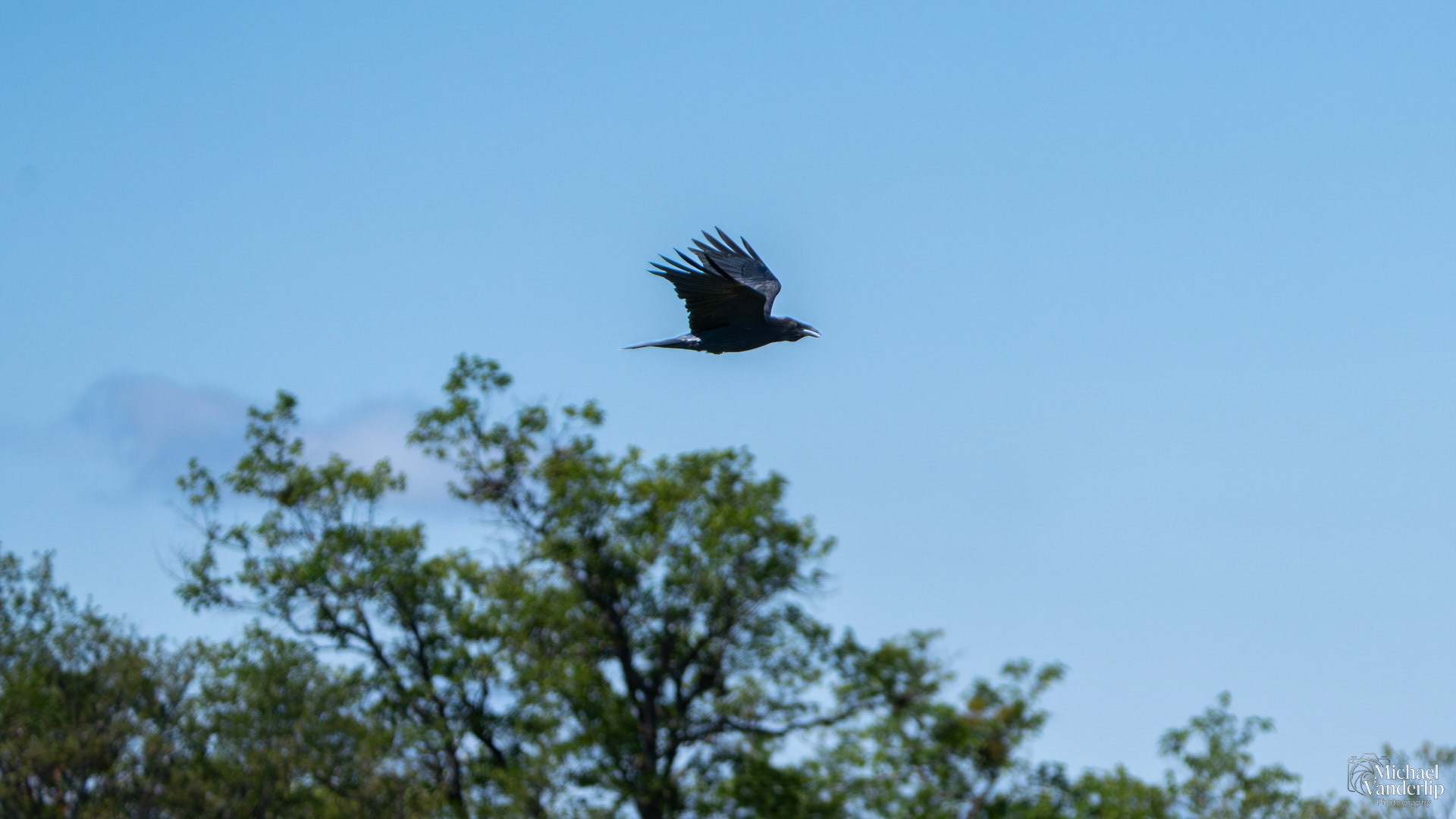 Raven on Lower Table Rock, Central Point, Oregon.