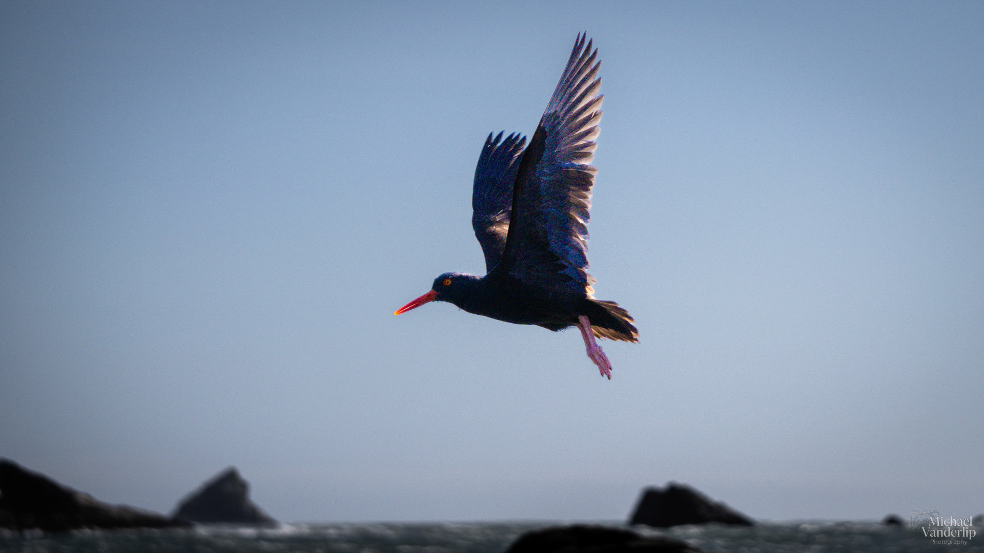 Black Oystercatcher on Harris Beach, Brookings, Oregon.
