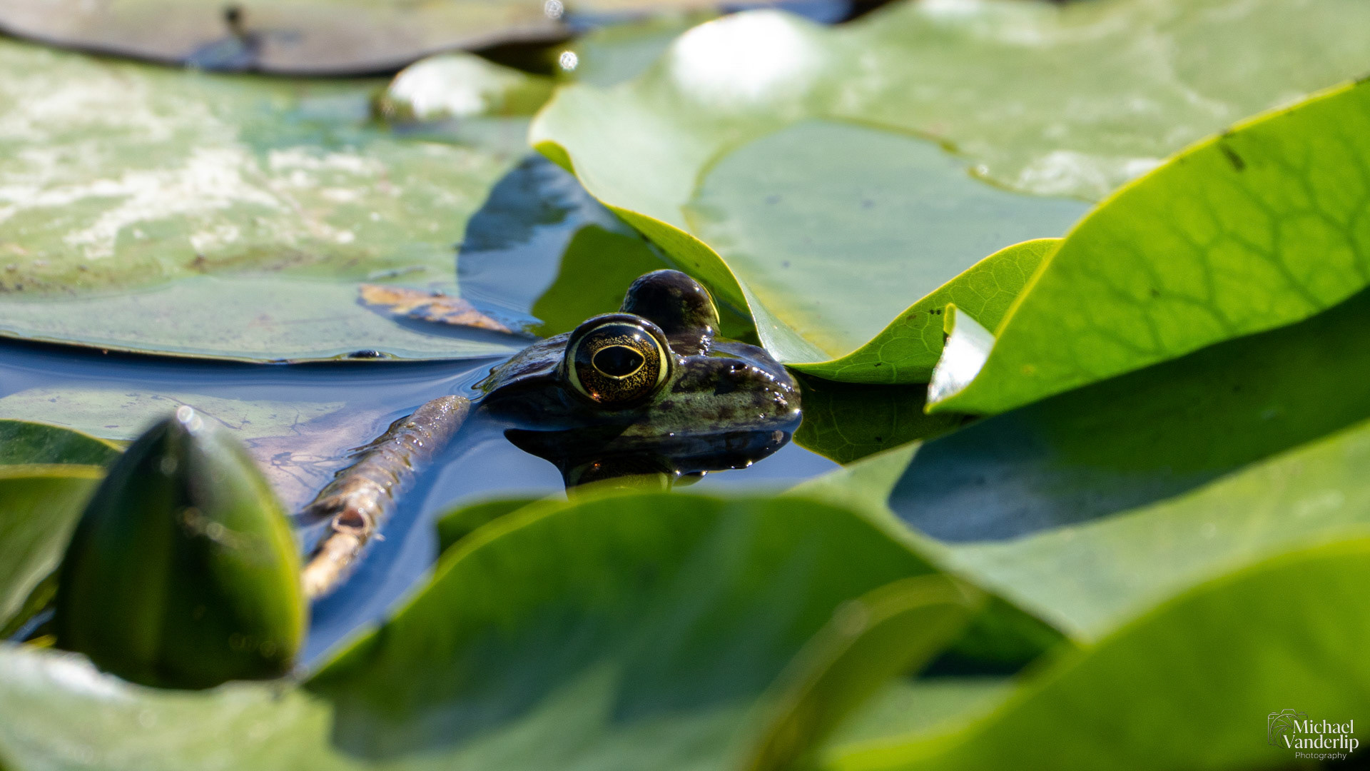 American Bullfrog along the Bear Creek Greenway near Talent, Oregon.