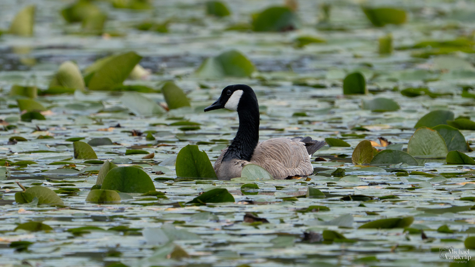 Canada Goose along the Bear Creek Greenway near Talent, Oregon.
