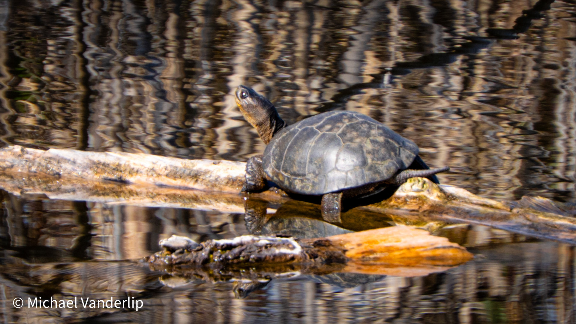 Western Pond Turtle.  Ponds near Talent Greenway.