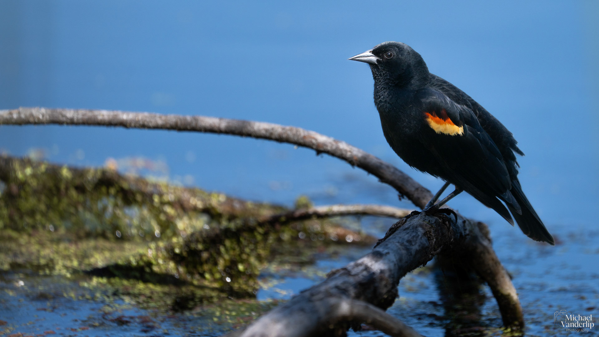 Red Winged Black Bird along the Bear Creek Greenway near Talent, Oregon.