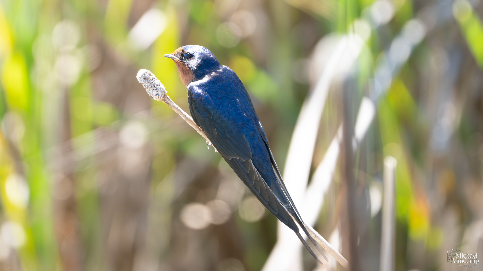 Barn Swallow along the Umpqua River near Reedsport, Oregon.