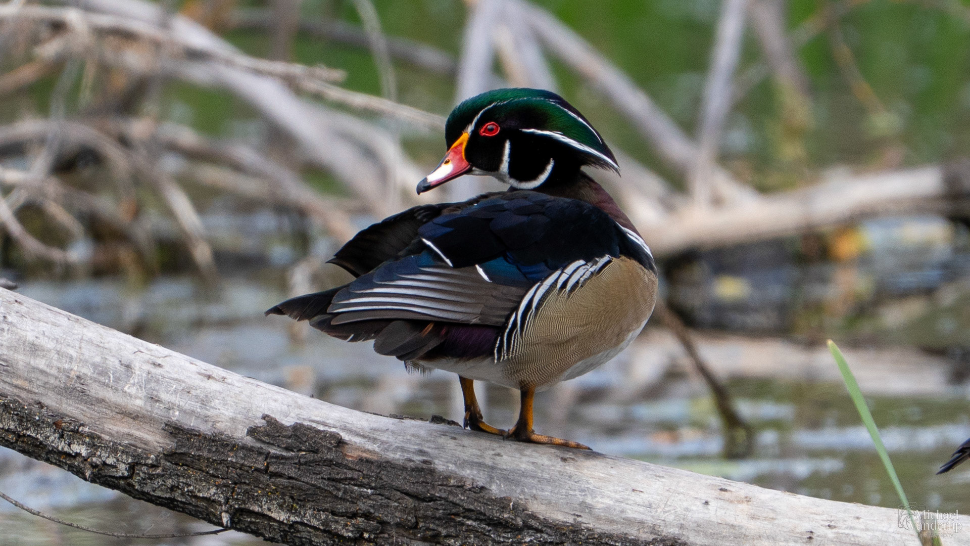Wood Duck along the Bear Creek Greenway near Talent, Oregon.