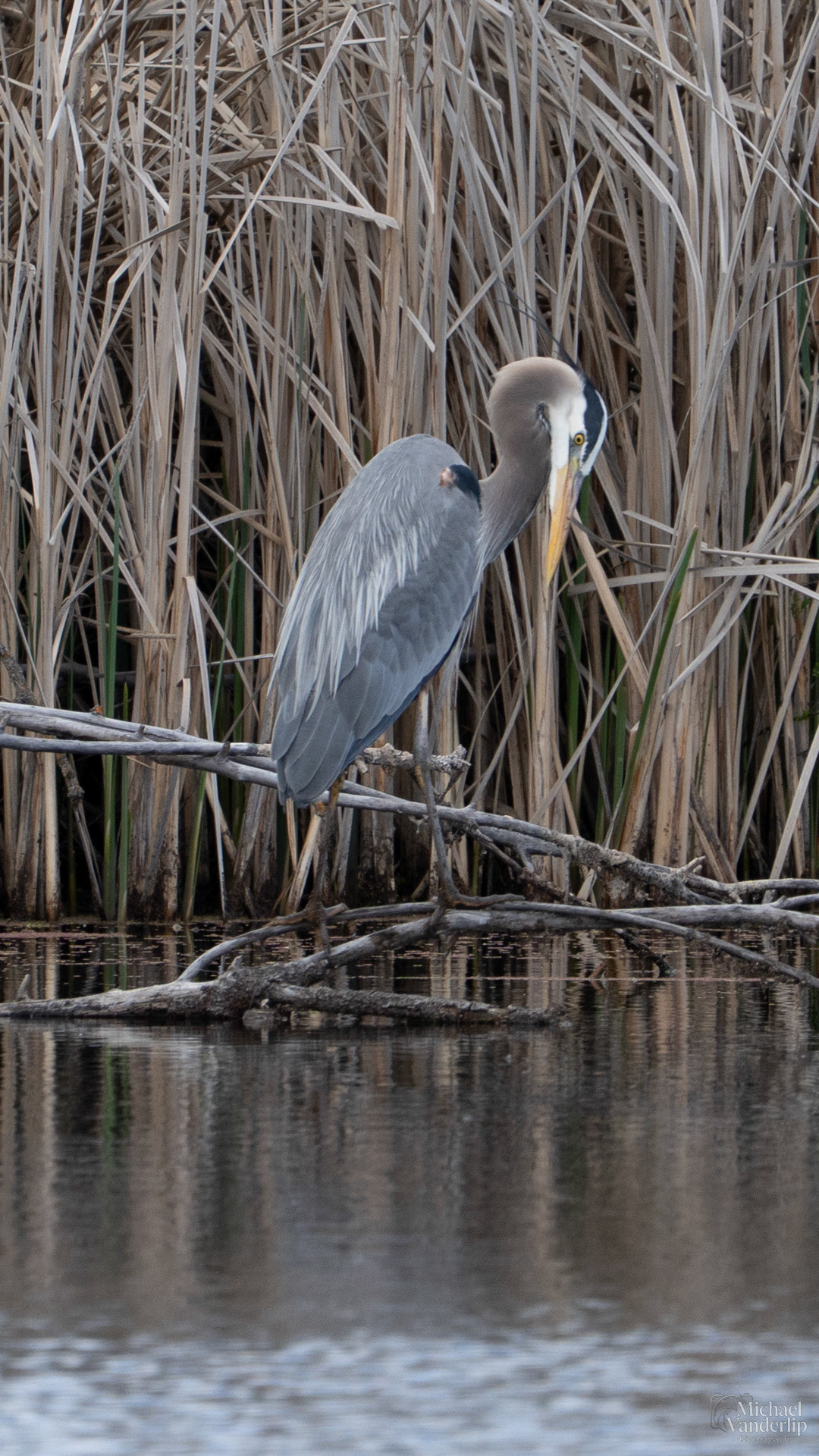 Great Blue Heron along the Bear Creek Greenway near Talent, Oregon.