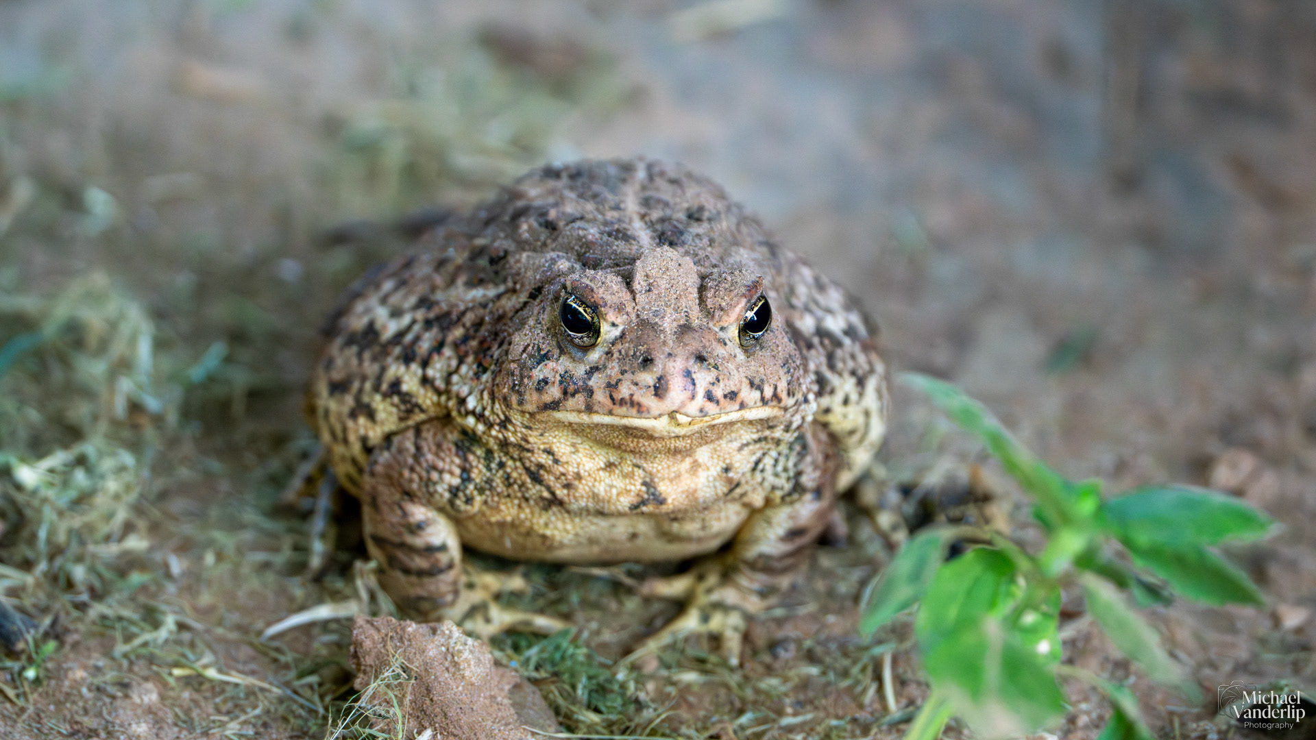 Woodhouse's Toad in Broken Arrow, Oklahoma.