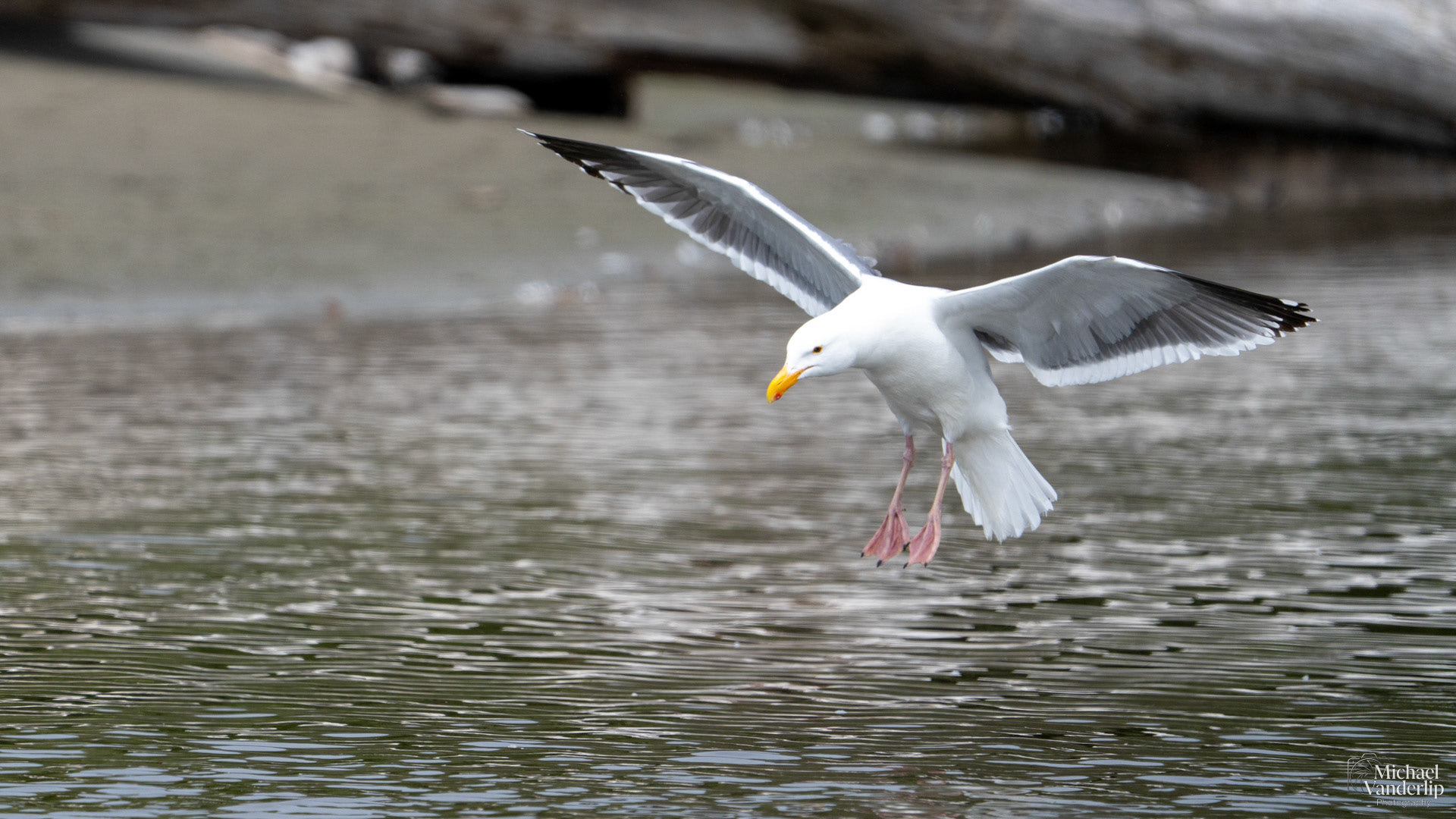 American Herring Gull on the coast at Harris Beach, Brookings, Oregon.