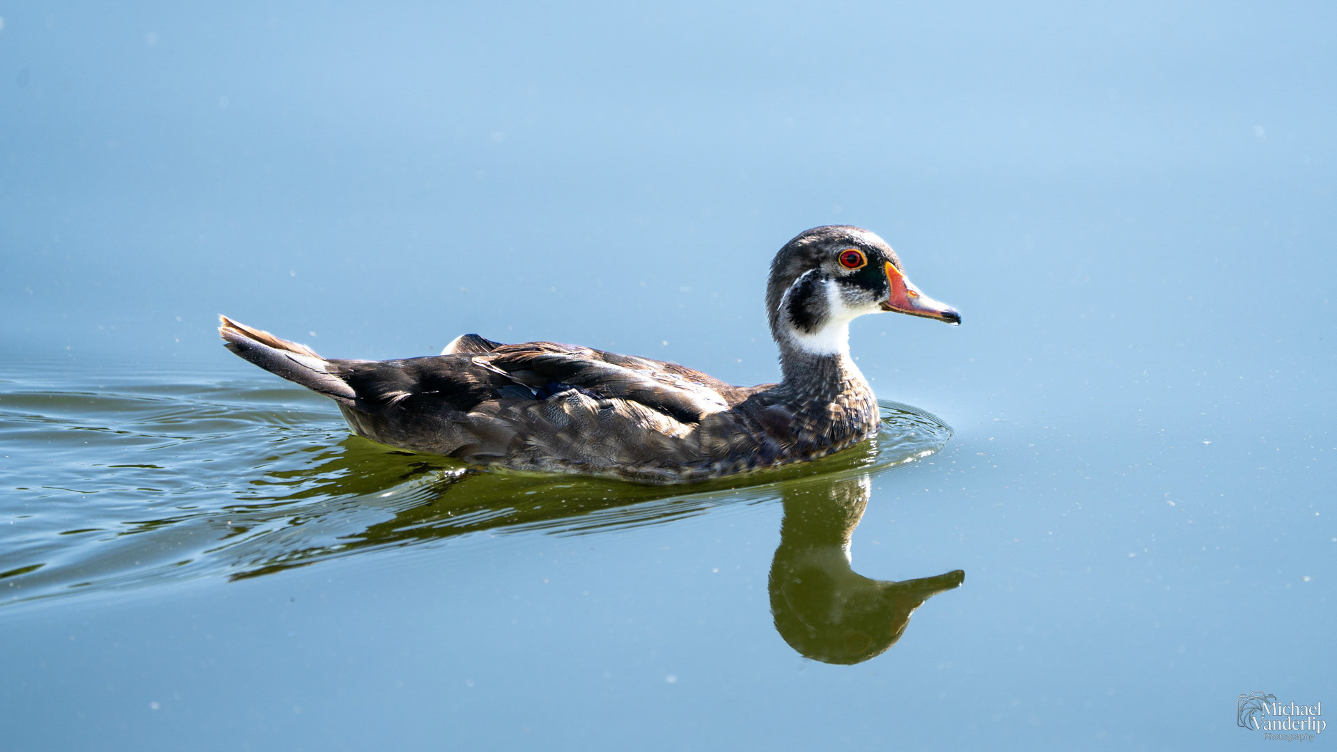 A male Wood Duck in its transitional plumage on a pond in Albuquerque, New Mexico.