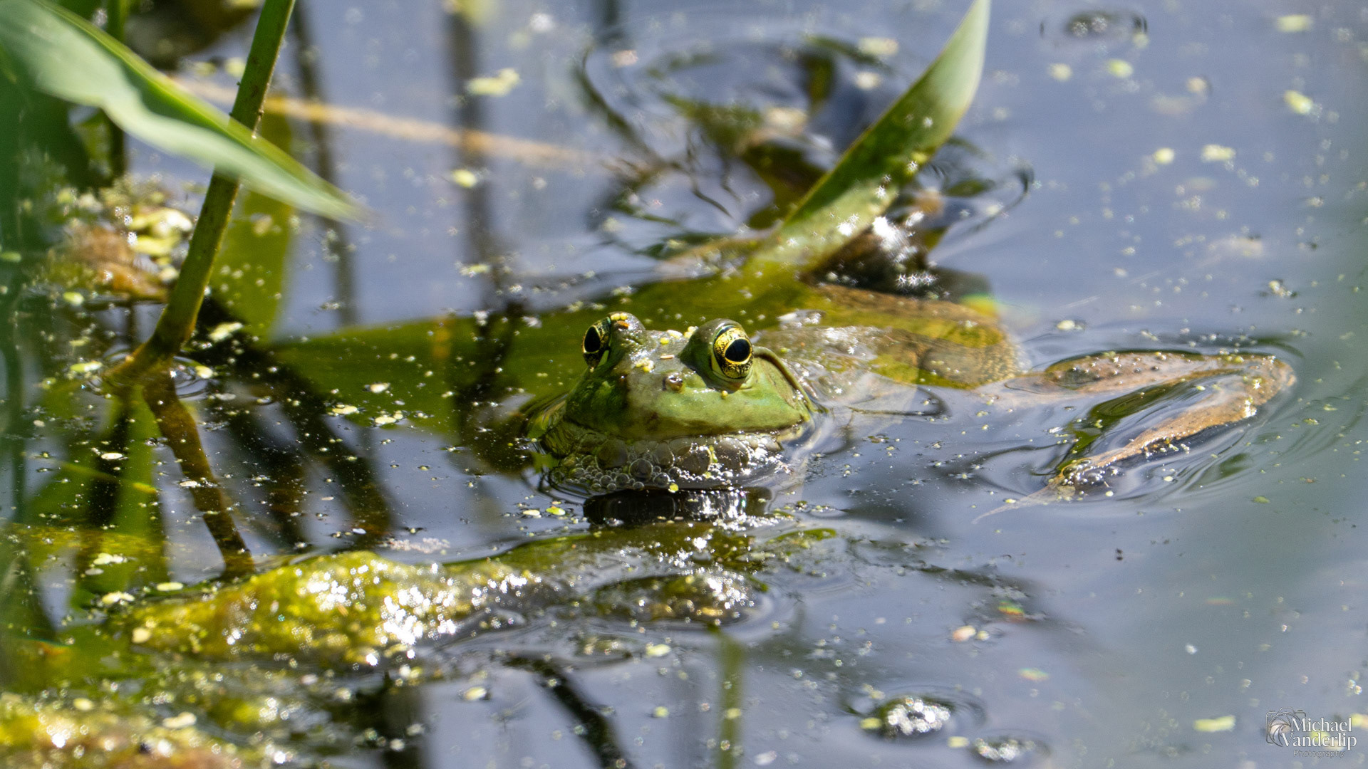 American Bullfrog along the Bear Creek Greenway near Talent, Oregon.