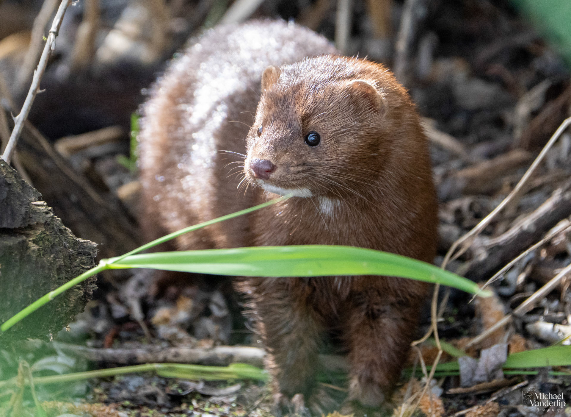 American Mink along the Bear Creek Greenway near Talent, Oregon.