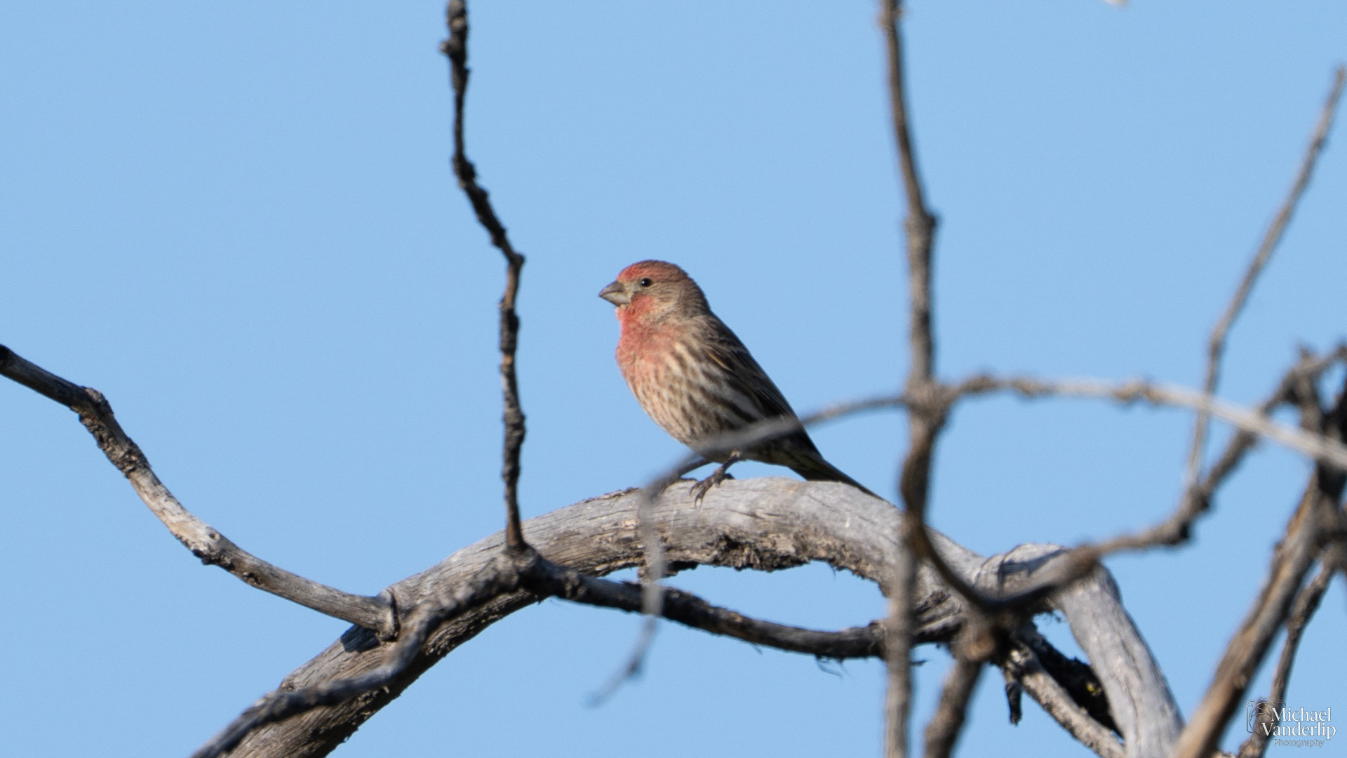 House Finch along the Bear Creek Greenway near Talent, Oregon.