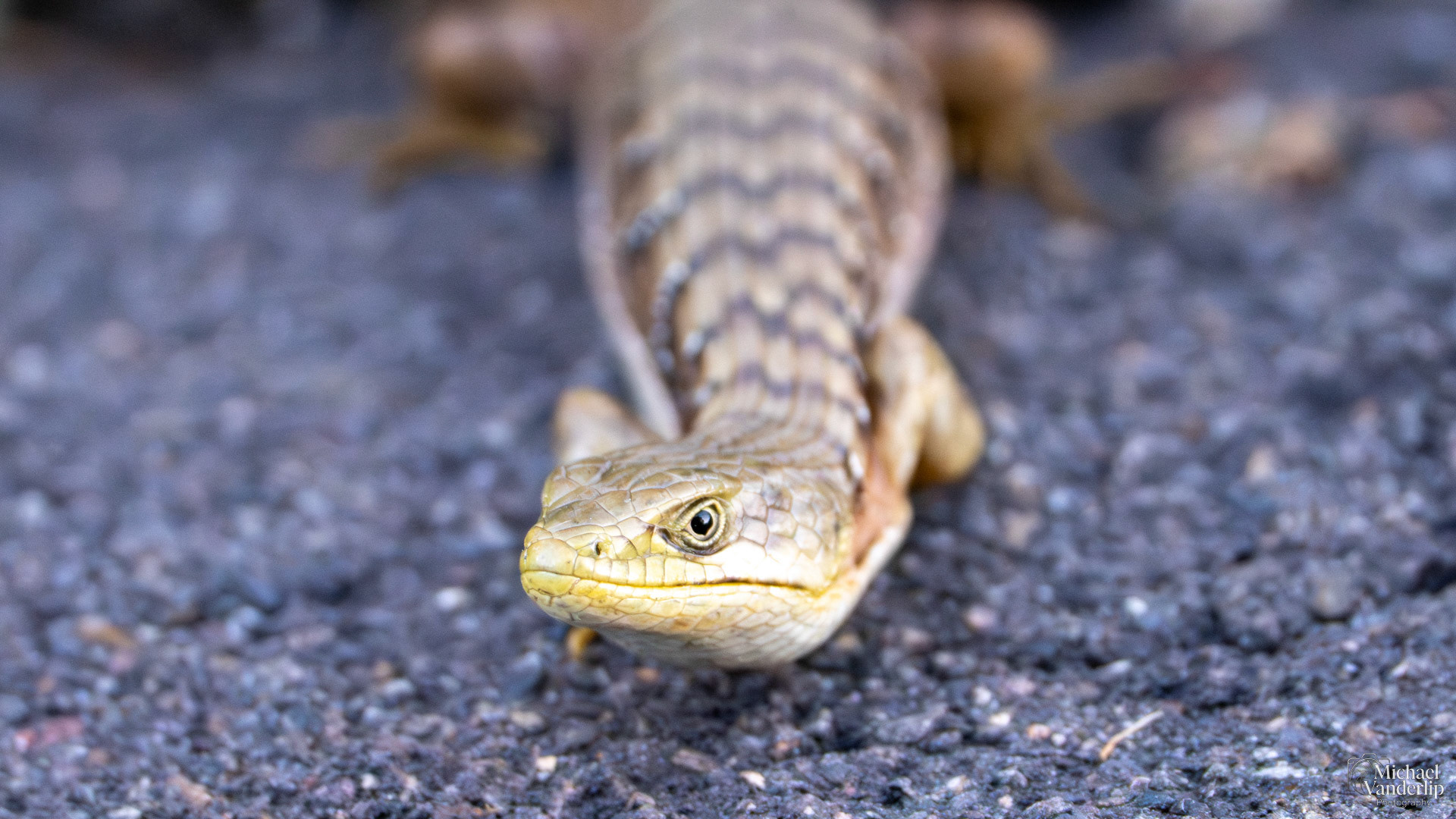 Southern Aligator Lizard along the Bear Creek Greenway near Ashland, Oregon.