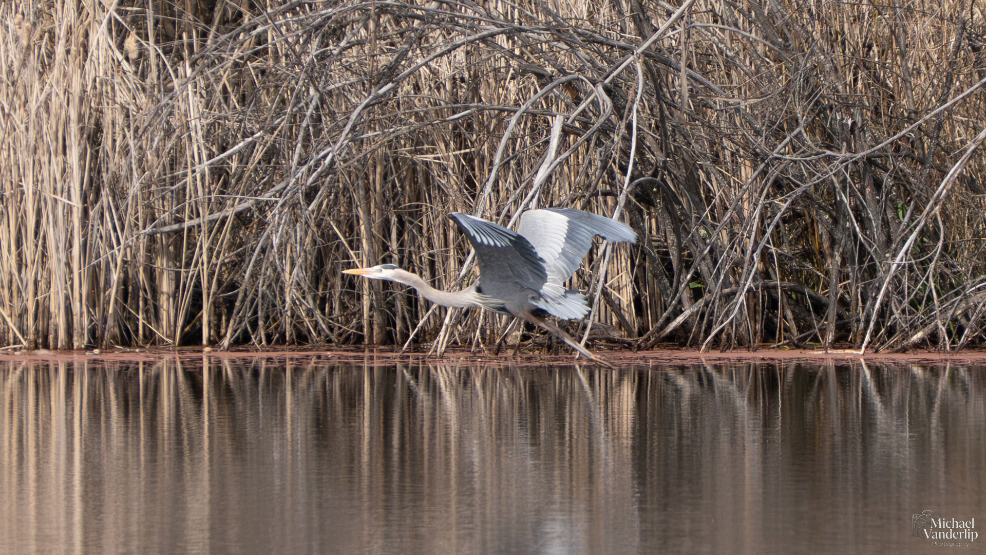 Great Blue Heron along the Bear Creek Greenway near Talent, Oregon.