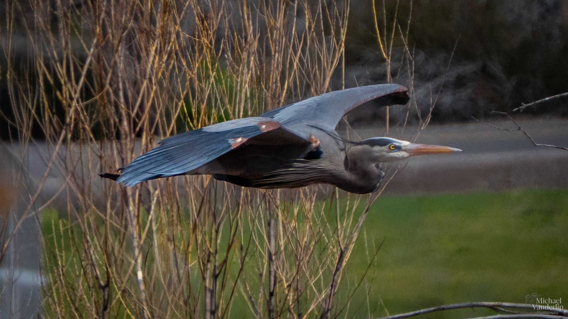Great Blue Heron along the Bear Creek Greenway near Talent, Oregon.