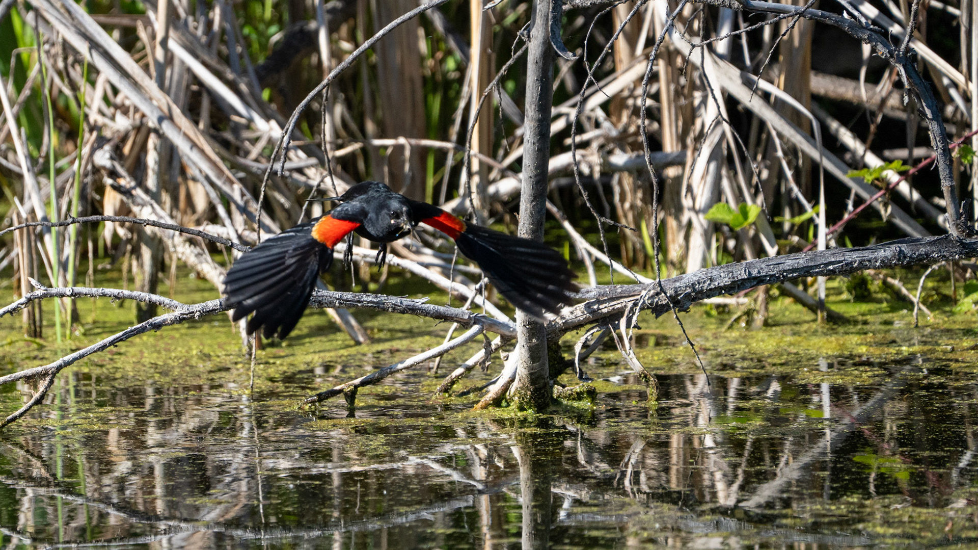 Red Winged Black Bird along the Bear Creek Greenway near Talent, Oregon.