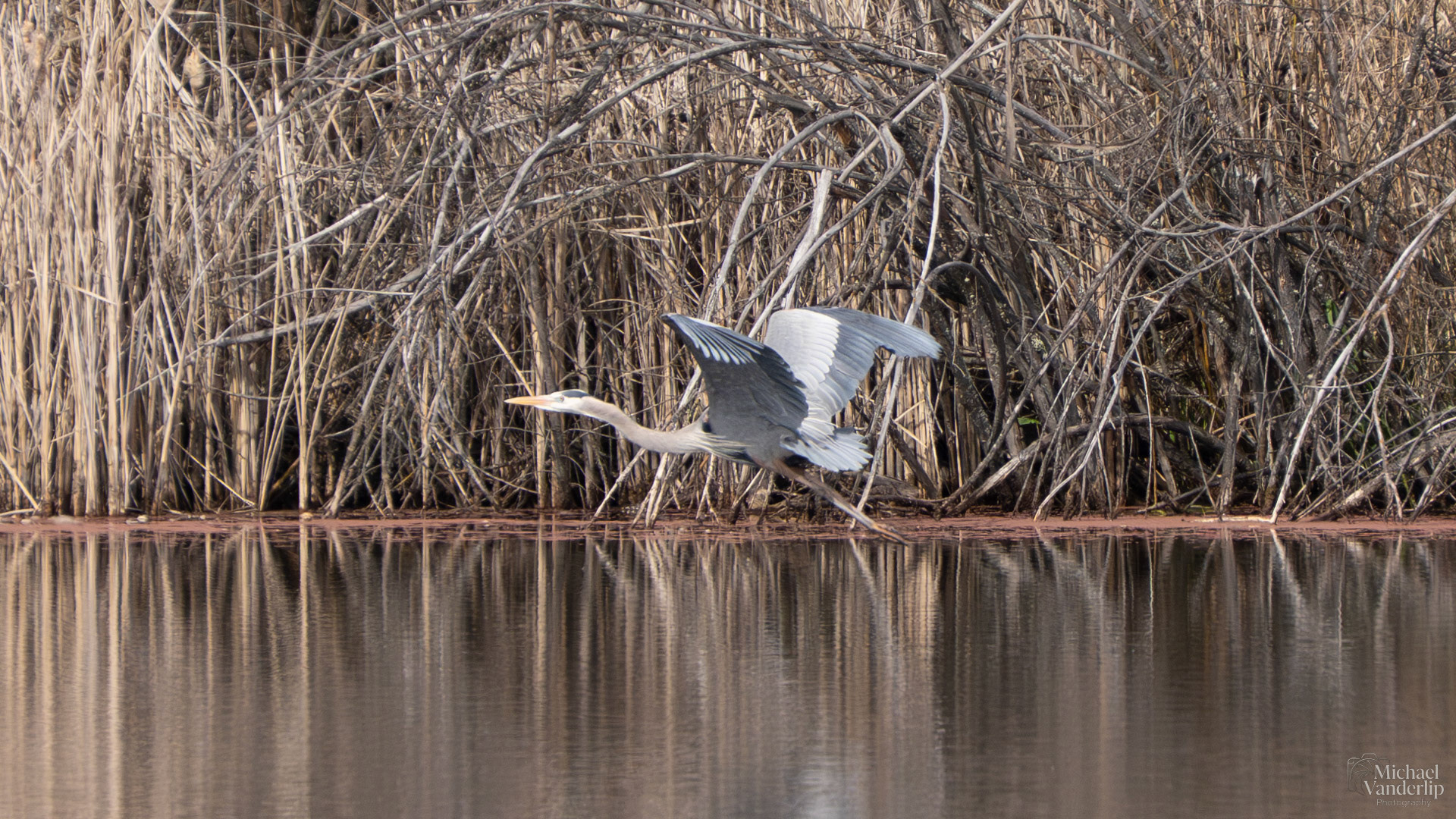 Great Blue Heron along the Bear Creek Greenway near Talent, Oregon.