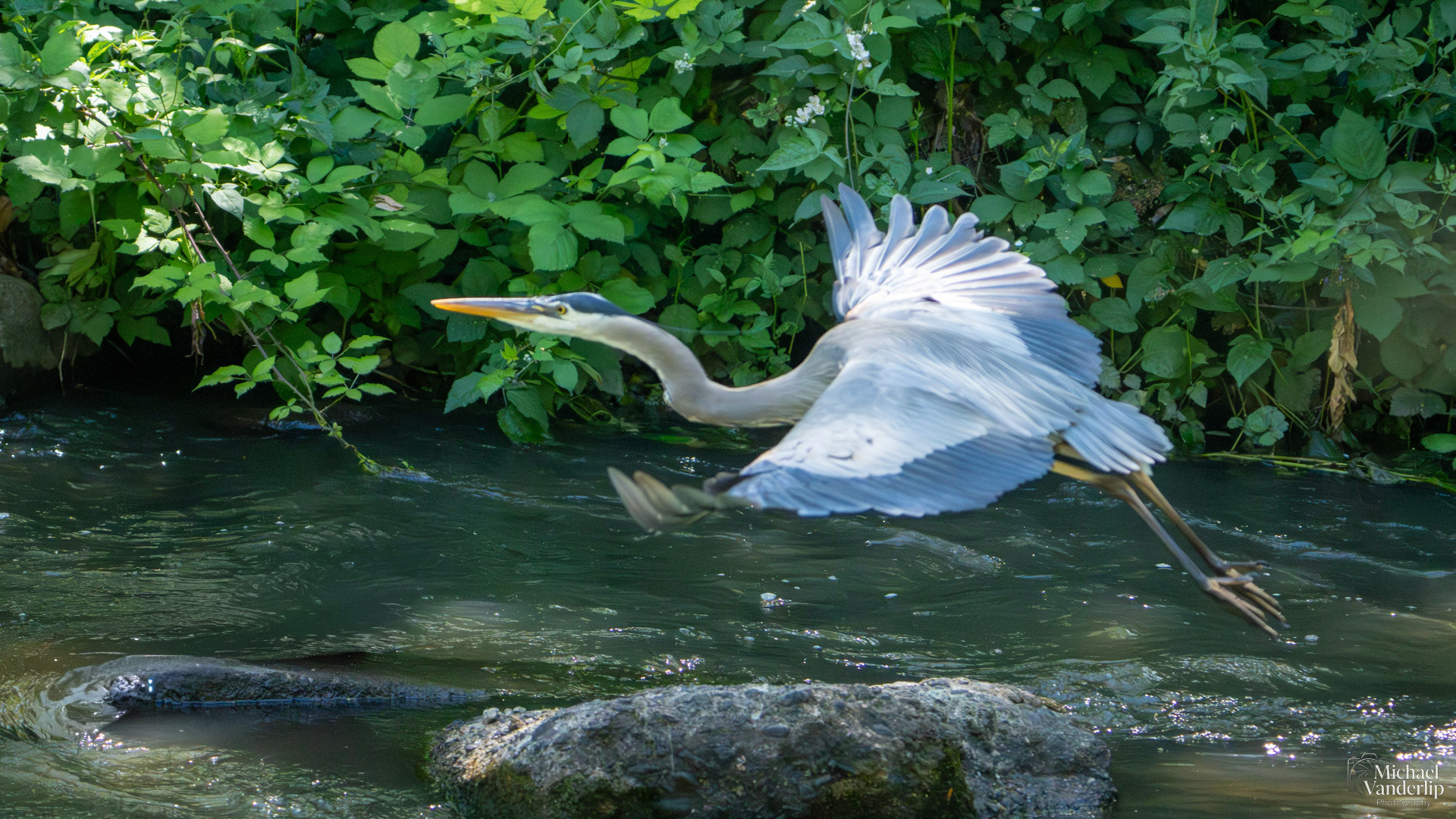 Great Blue Heron along the Bear Creek Greenway in Medford, Oregon.