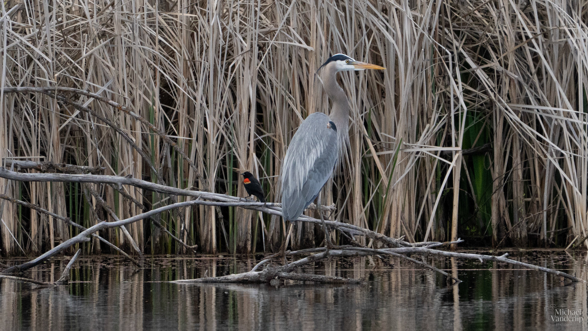 Great Blue Heron and Red Winged Black Bird along the Bear Creek Greenway near Talent, Oregon.