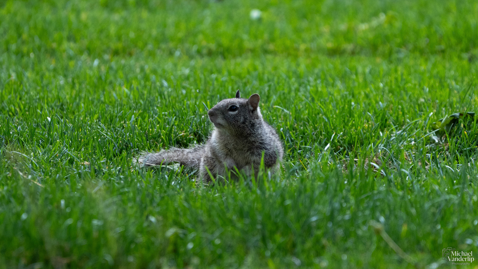 California Ground Squirrel along the Bear Creek Greenway, Medford, Oregon.