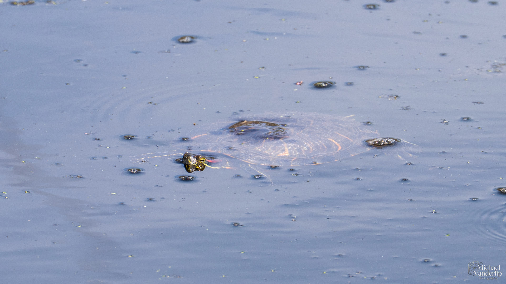 Red-Eared Slider Turtle along the Bear Creek Greenway near Talent, Oregon.