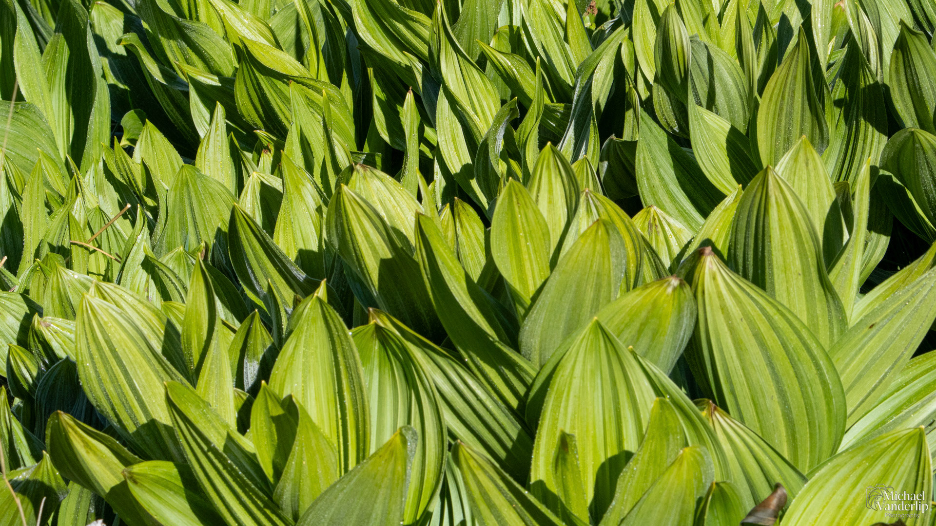 False Hellebore along the Wagner Butte Trail near Talent, Oregon.