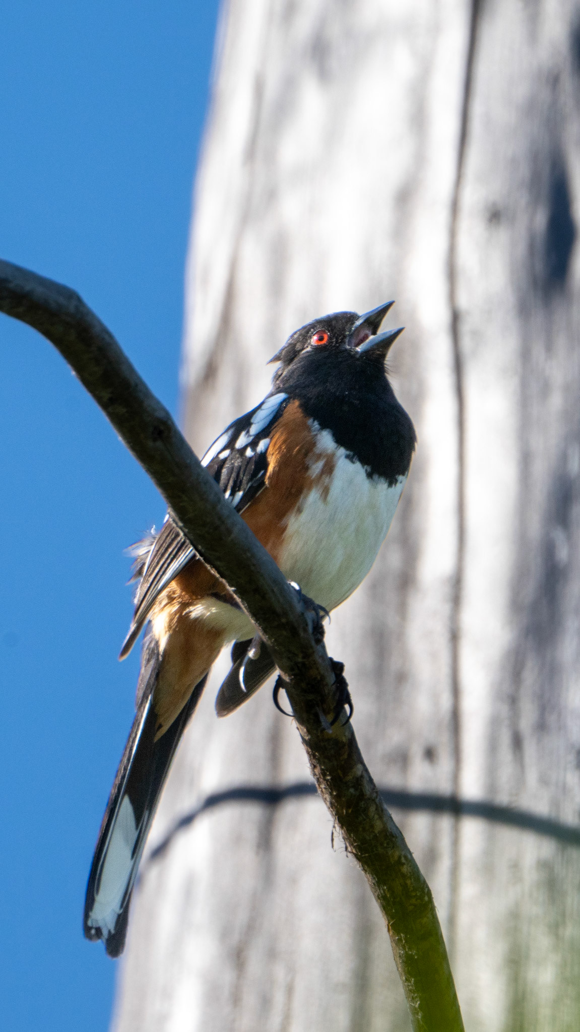Spotted Towhee along the Bear Creek Greenway near Talent, Oregon.
