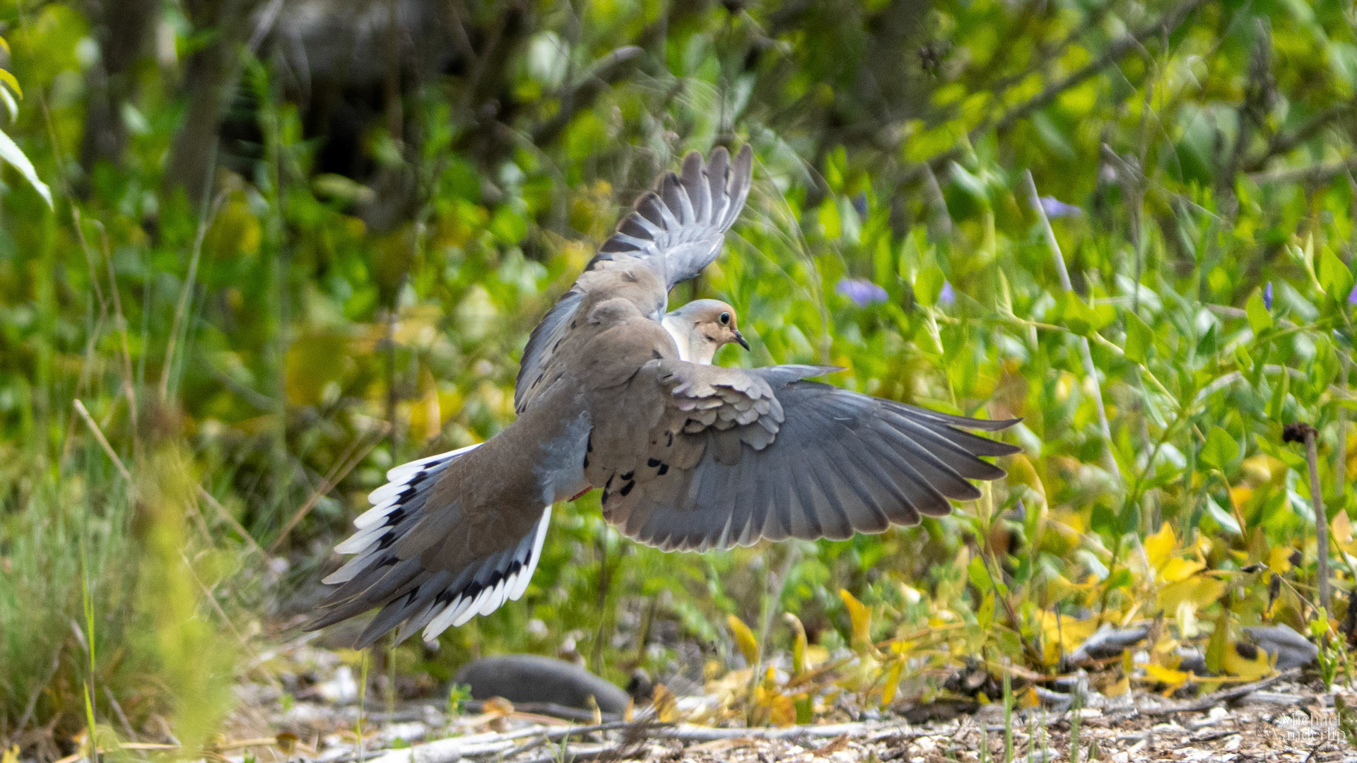 Mourning Dove along the Bear Creek Greenway near Talent, Oregon.