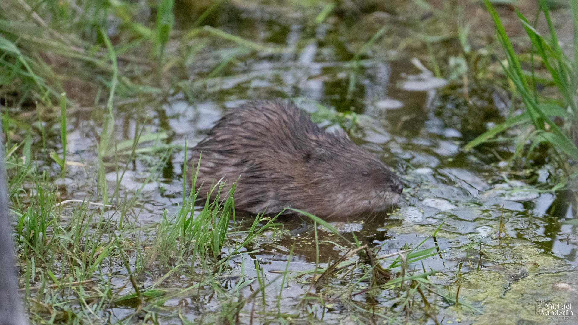 Muskrat along the Bear Creek Greenway near Talent, Oregon.
