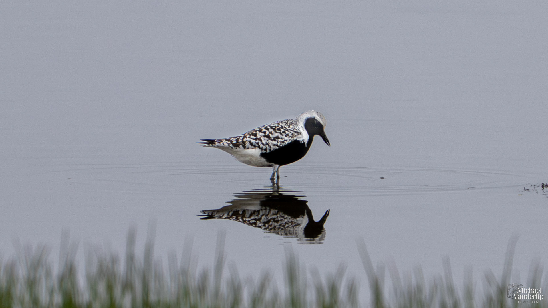 Black-Bellied Plover on the coast near Lincoln City, Oregon.