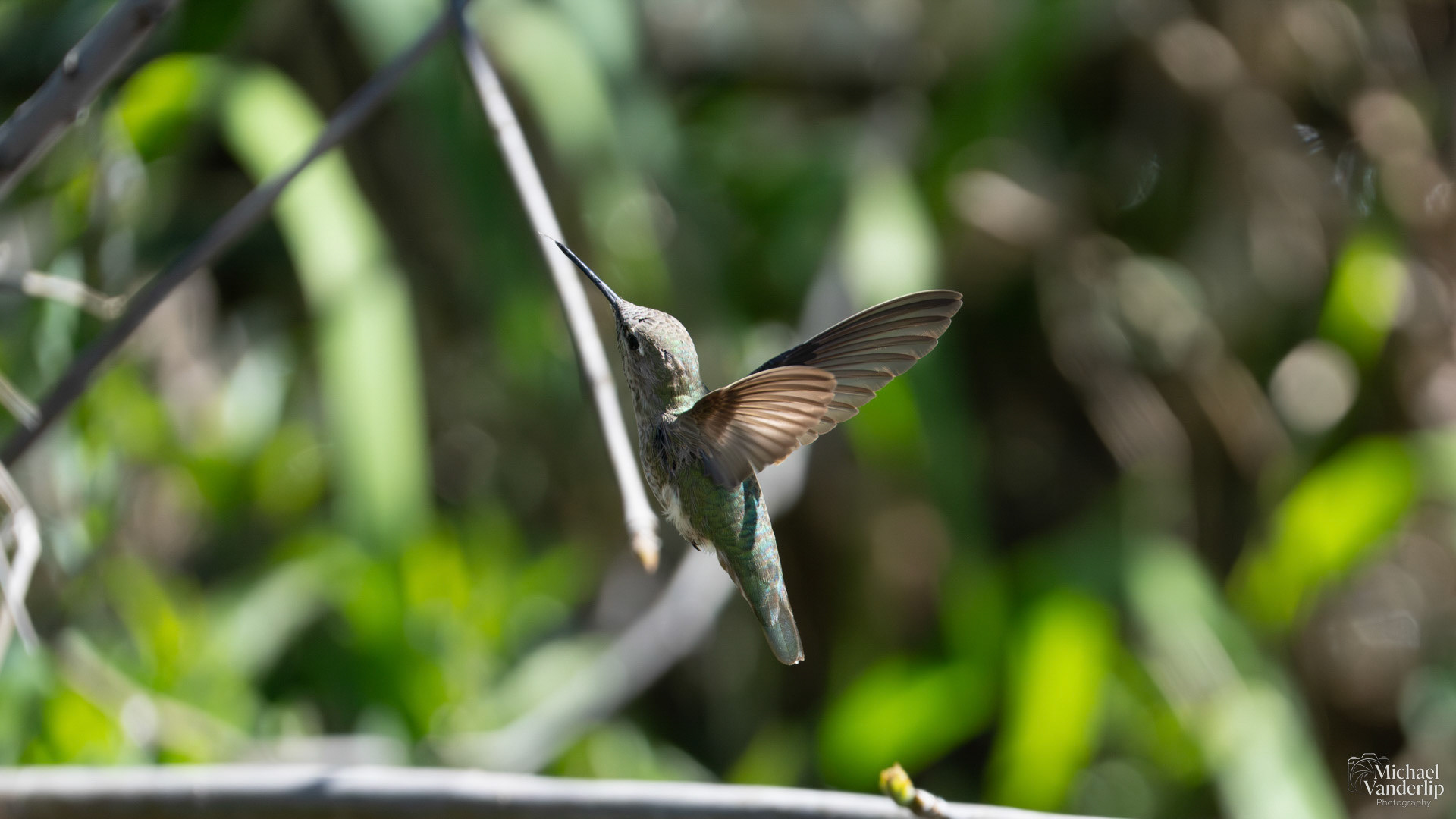 Anna's Hummingbird along the Bear Creek Greenway near Talent, Oregon.