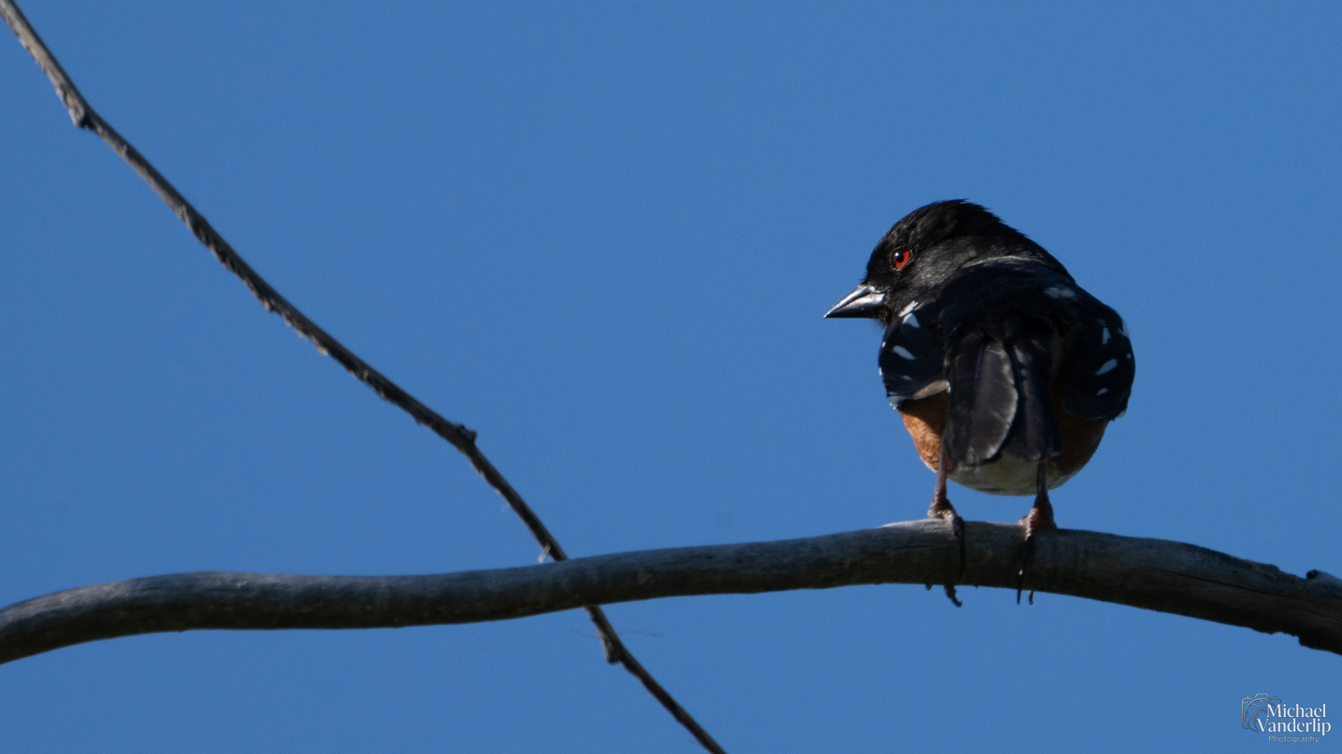 Spotted Towhee along the Bear Creek Greenway near Talent, Oregon.