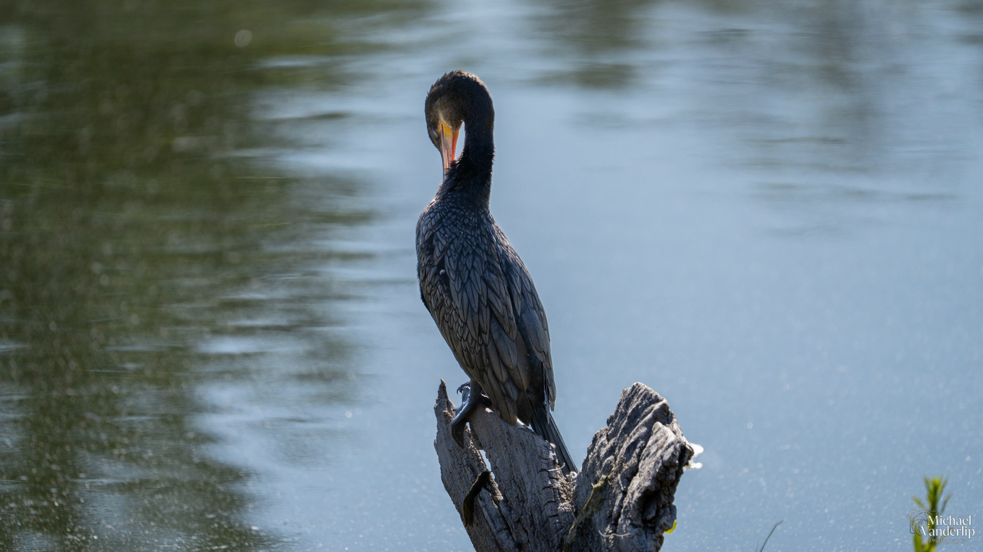 Neotropic Cormorant by a pond in Albuquerque, New Mexico.